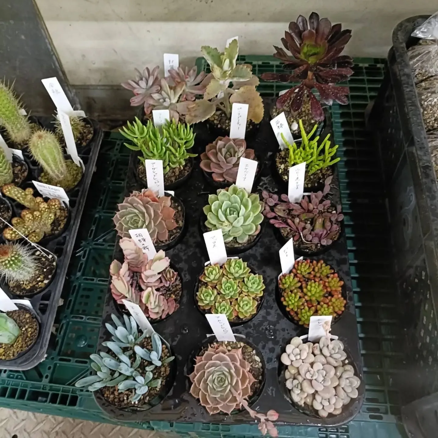 おはようございます。