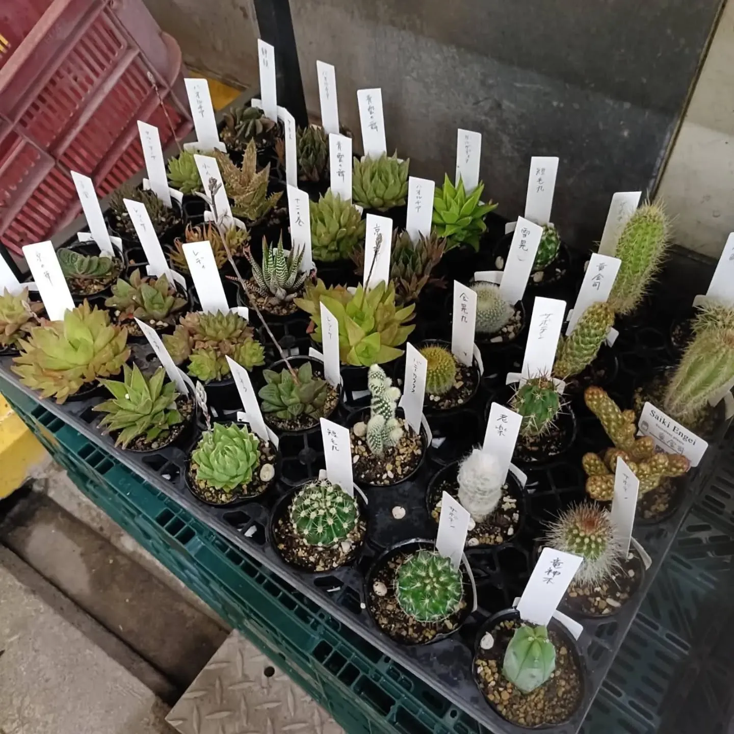 おはようございます。