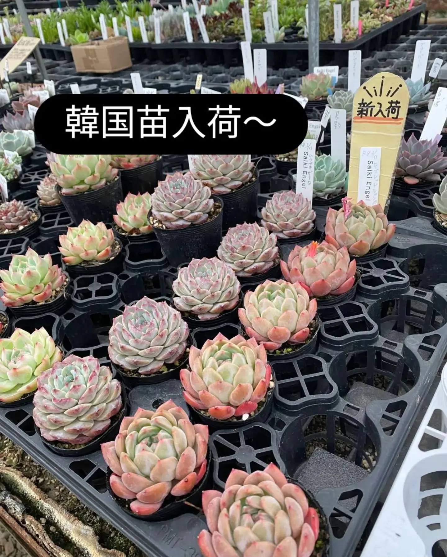 29日は恒例にくにくの日✨✨✨