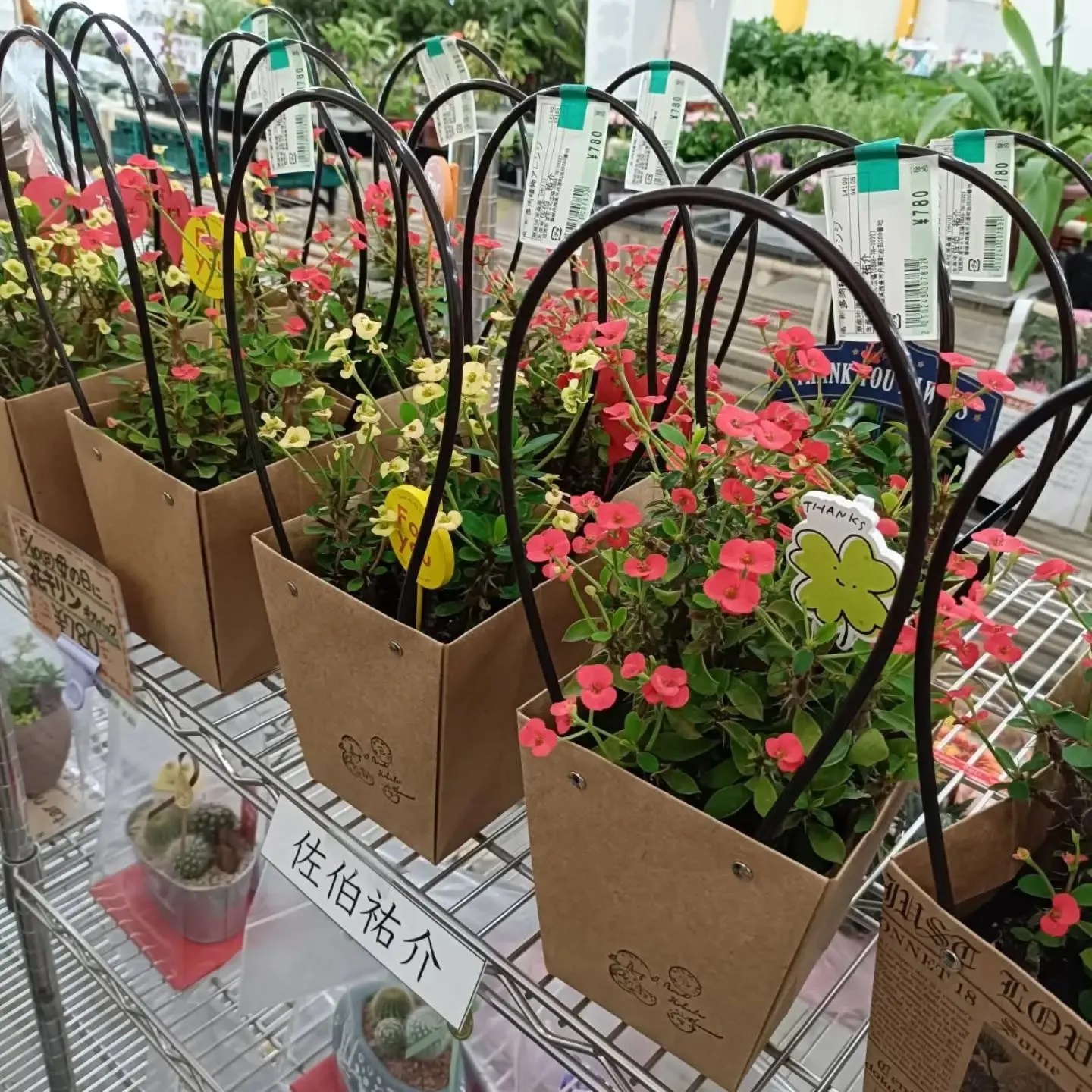 周ちゃん広場花売り場に、フレッシュな苗と寄せ植えを持って行っ...
