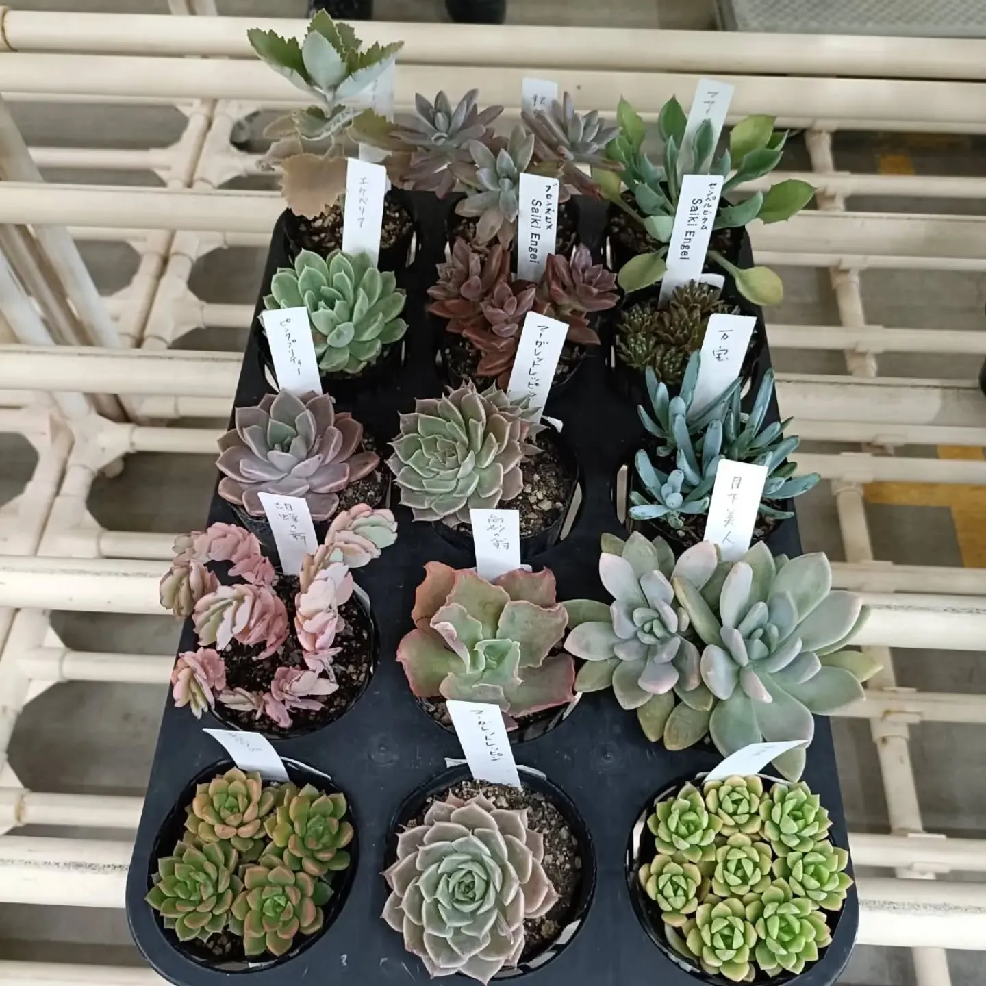 周ちゃん広場花売り場に、フレッシュな苗と寄せ植えを持って行っ...