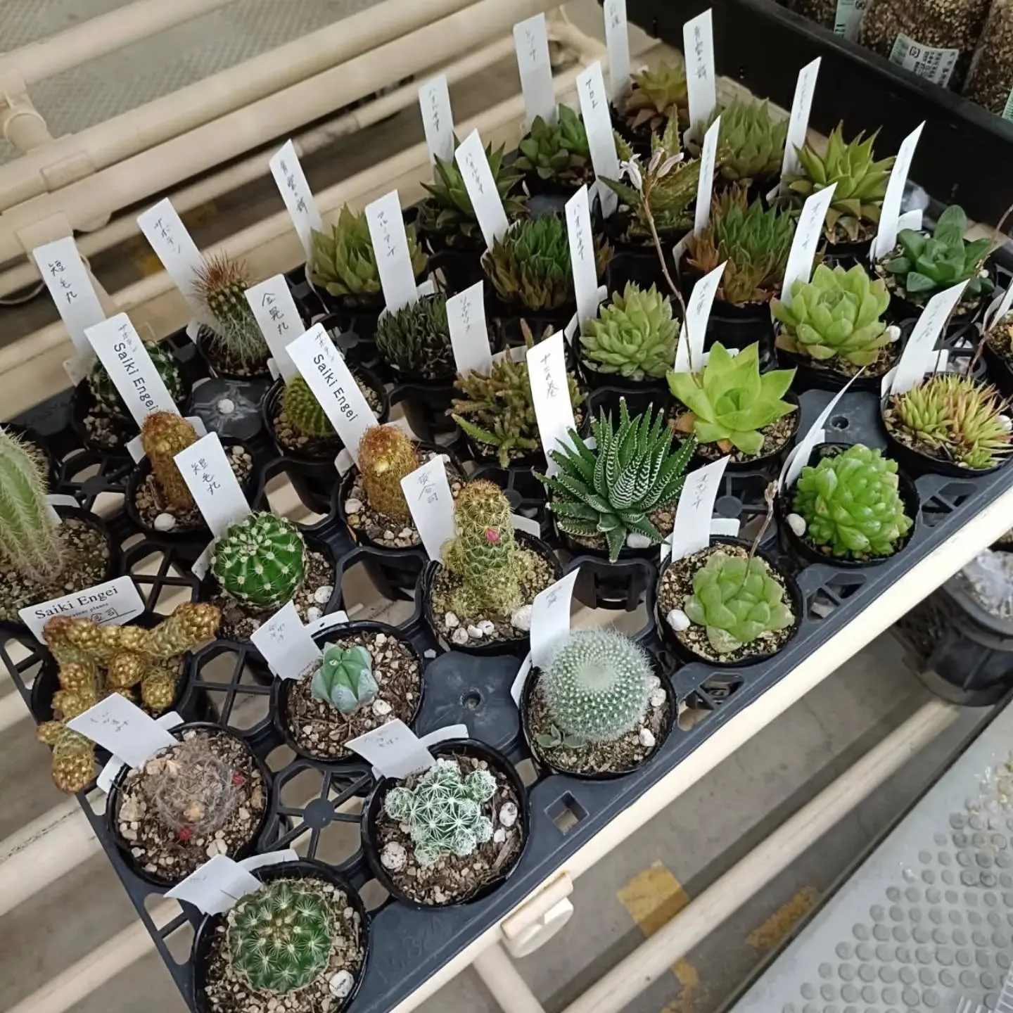 周ちゃん広場花売り場に、フレッシュな苗と寄せ植えを持って行っ...