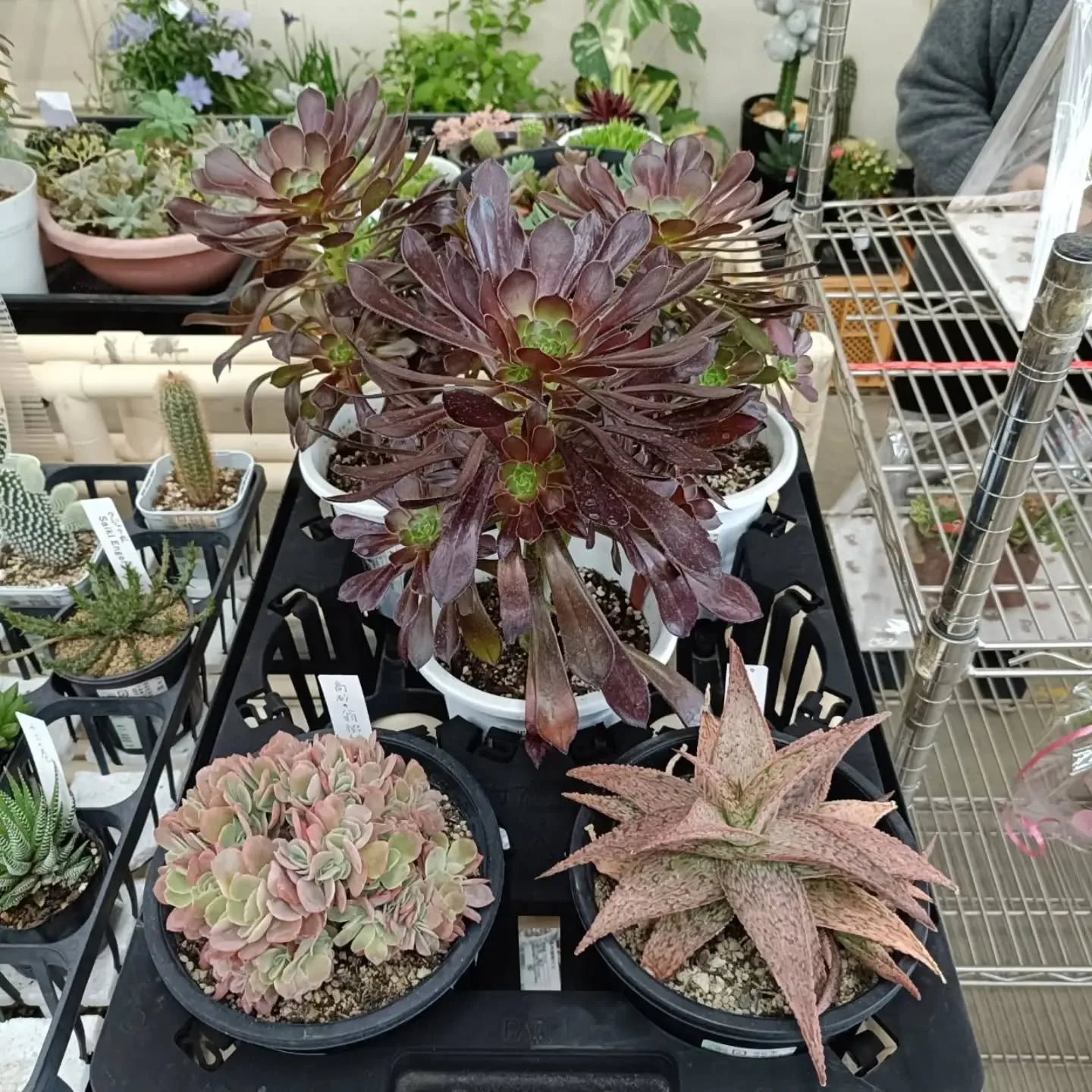 周ちゃん広場花売り場に、フレッシュな苗と寄せ植えを持って行っ...