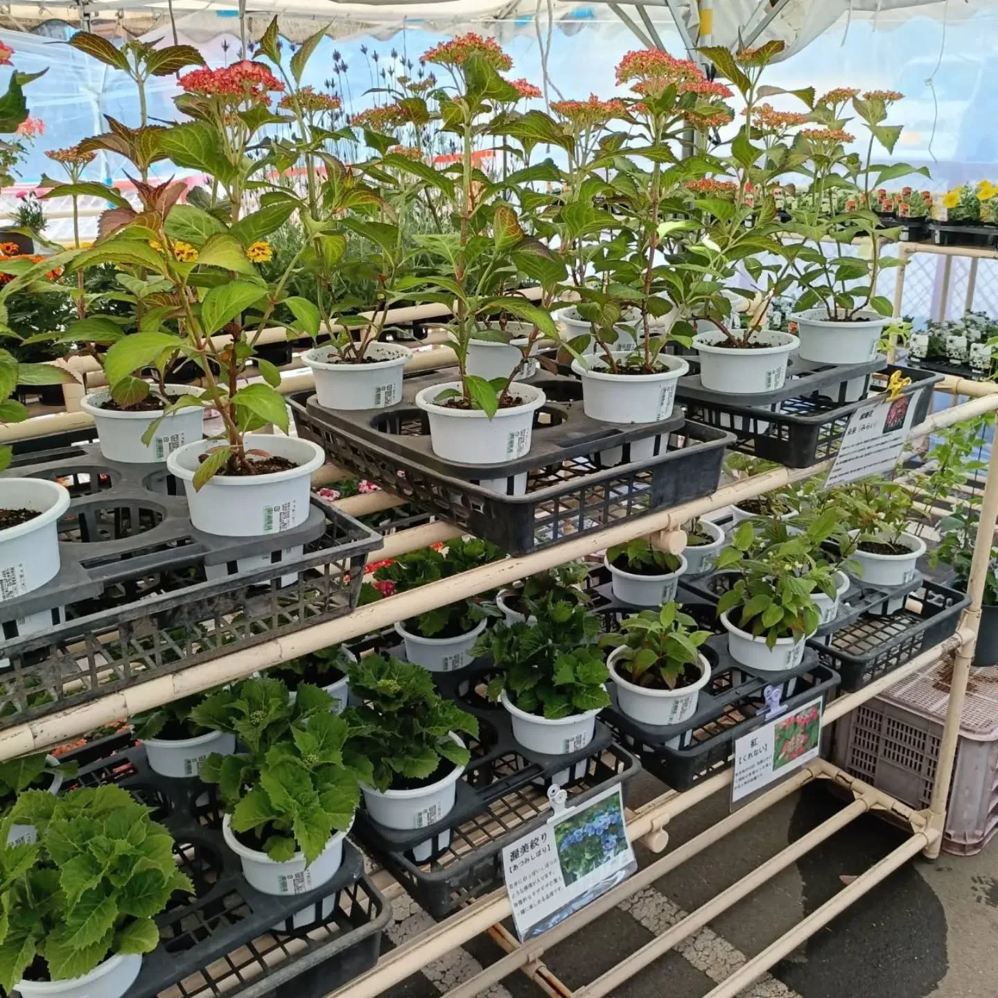 周ちゃん広場花売り場に、フレッシュな苗と寄せ植えを持って行っ...