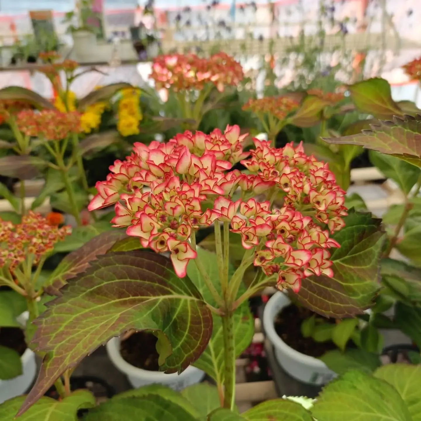 周ちゃん広場花売り場に、フレッシュな苗と寄せ植えを持って行っ...