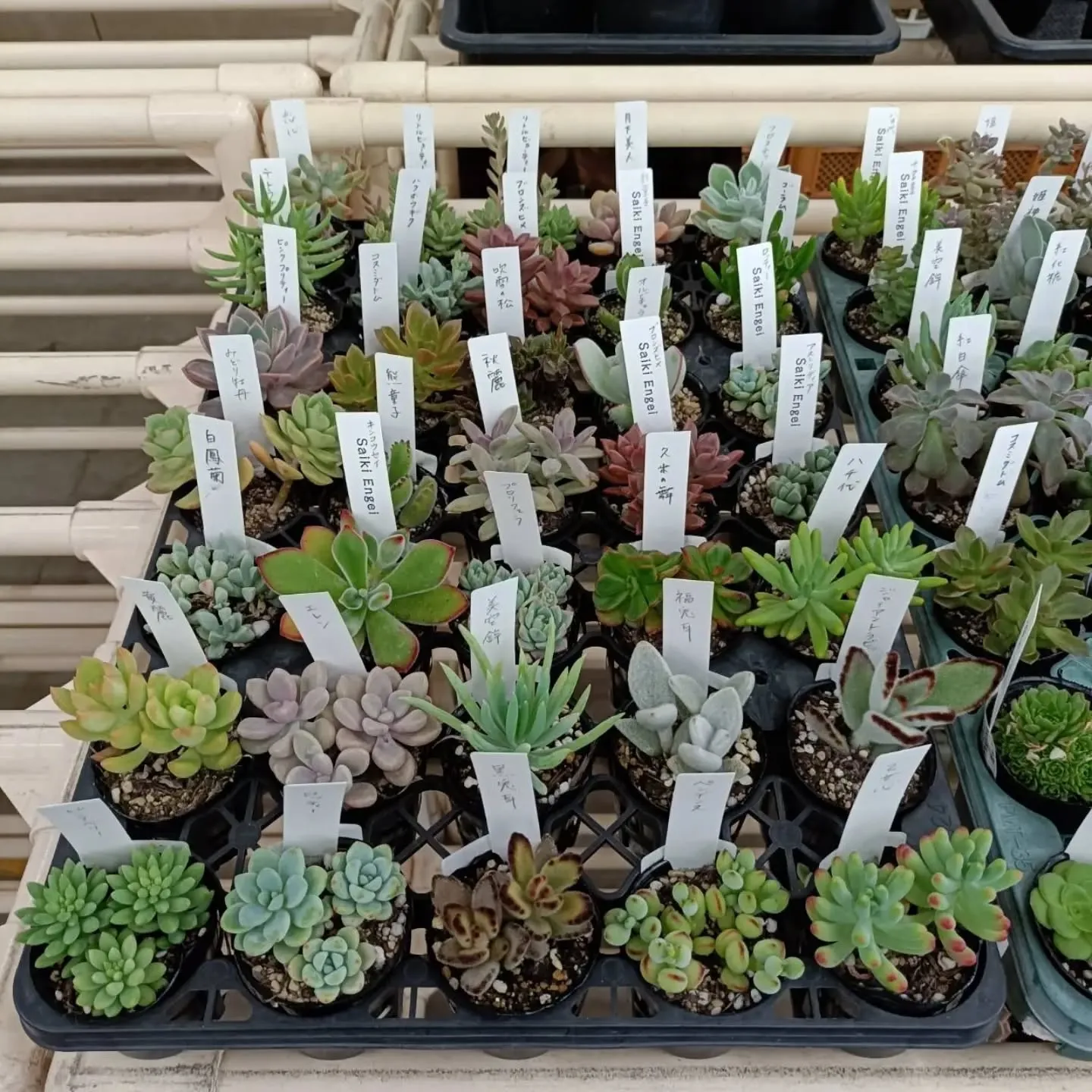 周ちゃん広場花売り場に、フレッシュな苗と寄せ植えを持って行っ...