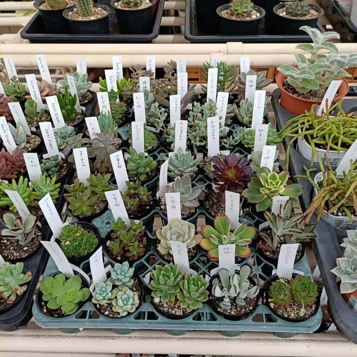 周ちゃん広場花売り場に、フレッシュな苗と寄せ植えを持って行っ...