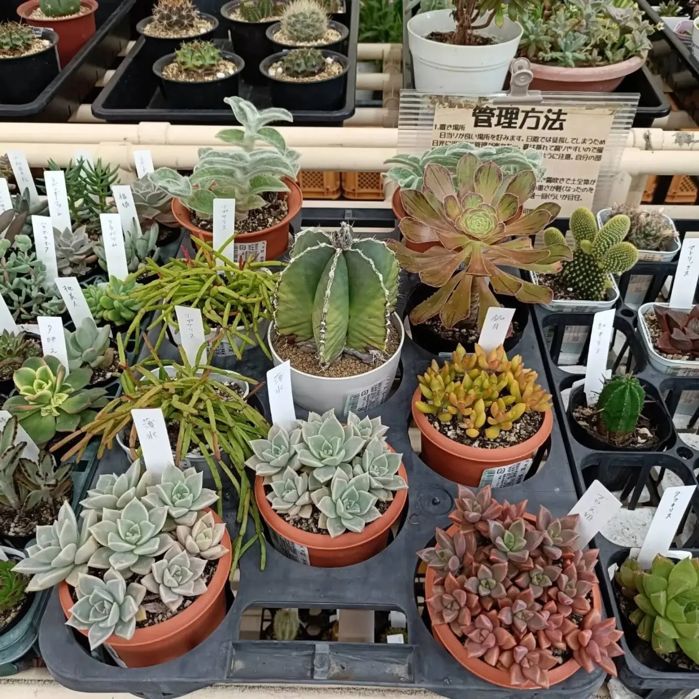 周ちゃん広場花売り場に、フレッシュな苗と寄せ植えを持って行っ...