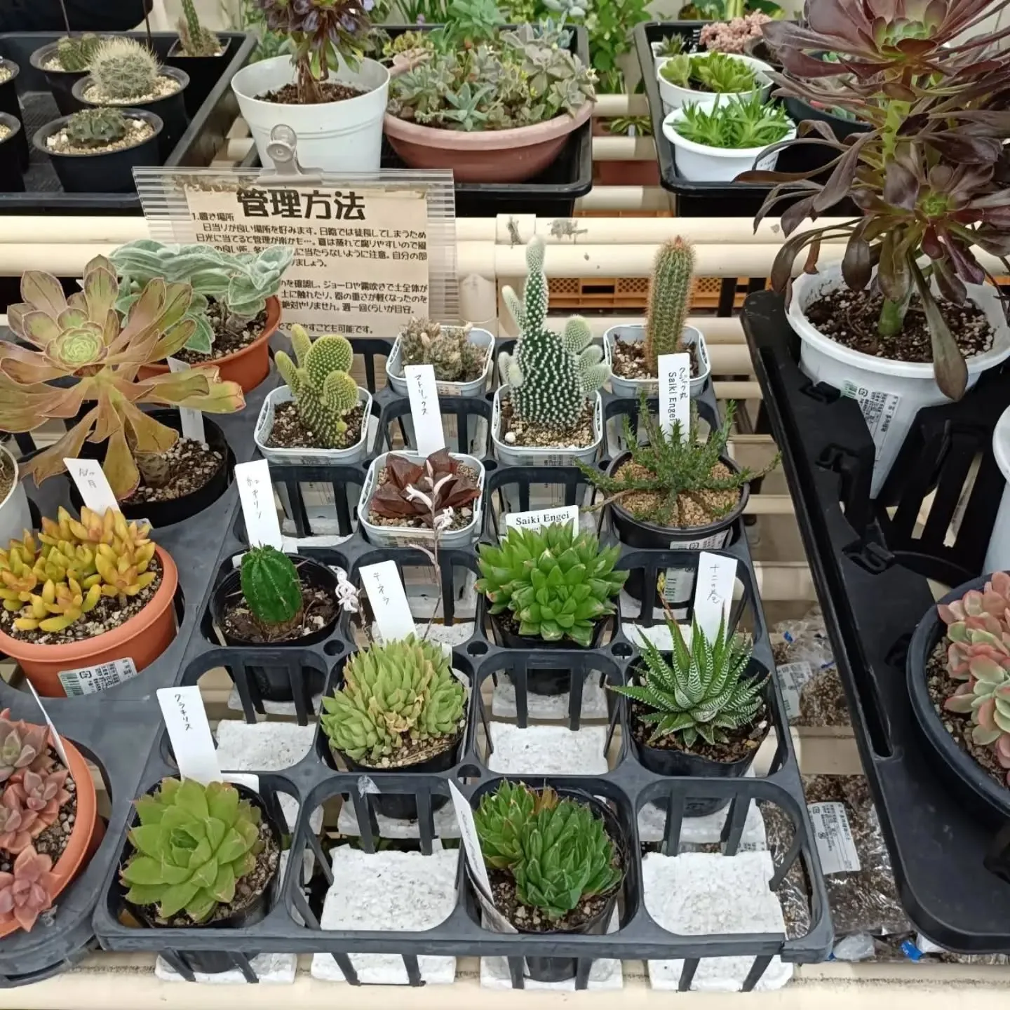周ちゃん広場花売り場に、フレッシュな苗と寄せ植えを持って行っ...
