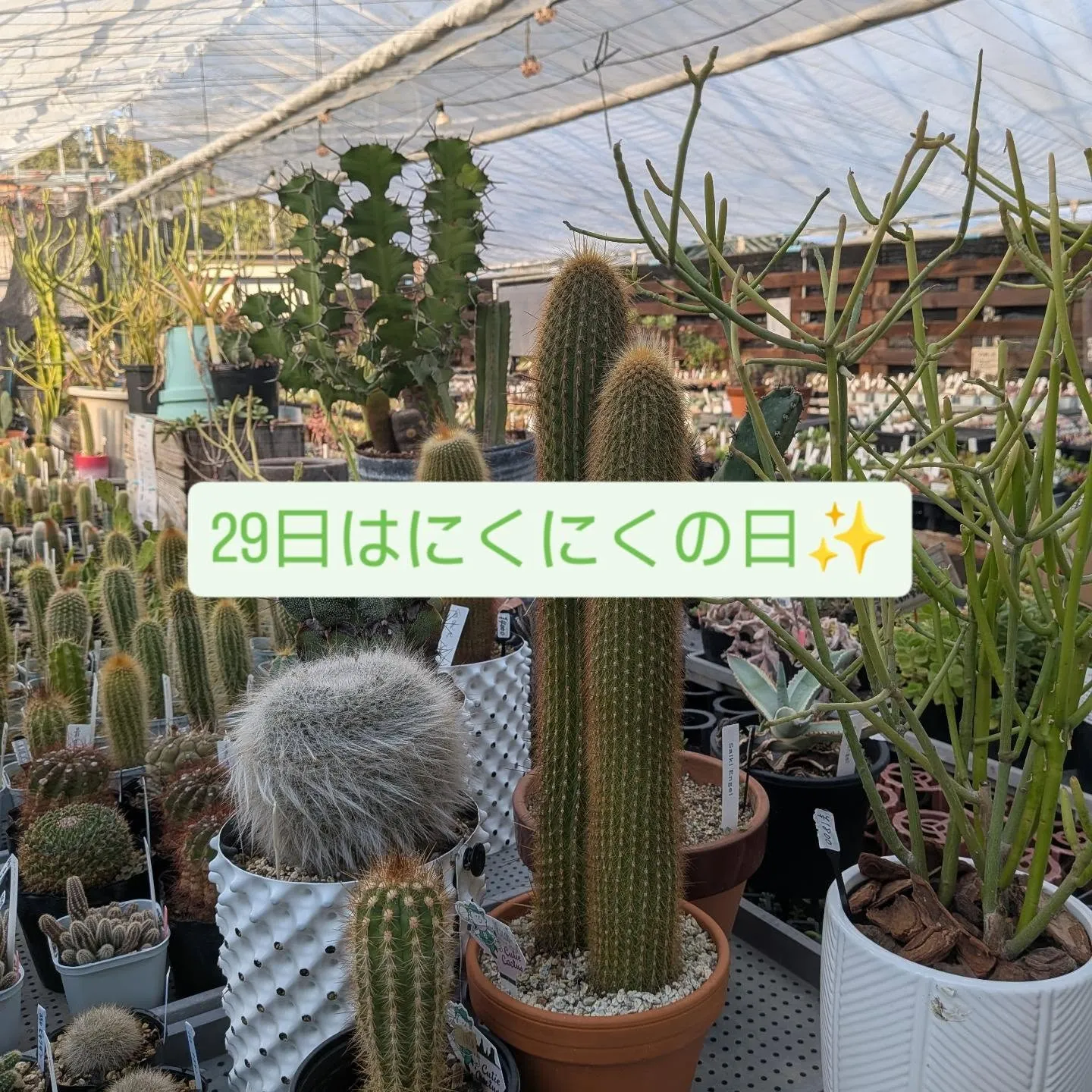 明日29日金曜日はにくにくの日です💓