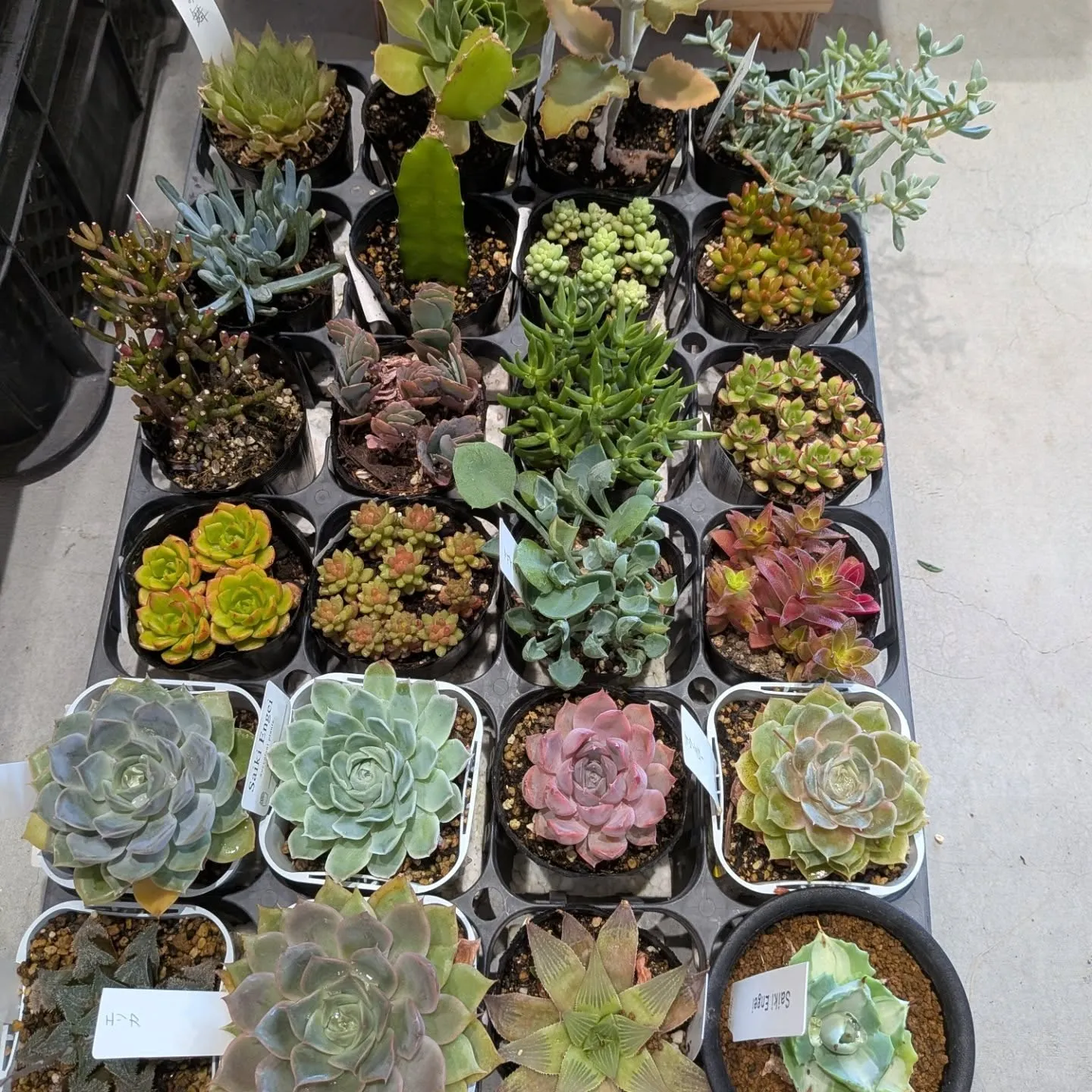 本日は西条市のいとまちマルシェに出荷に来ております。