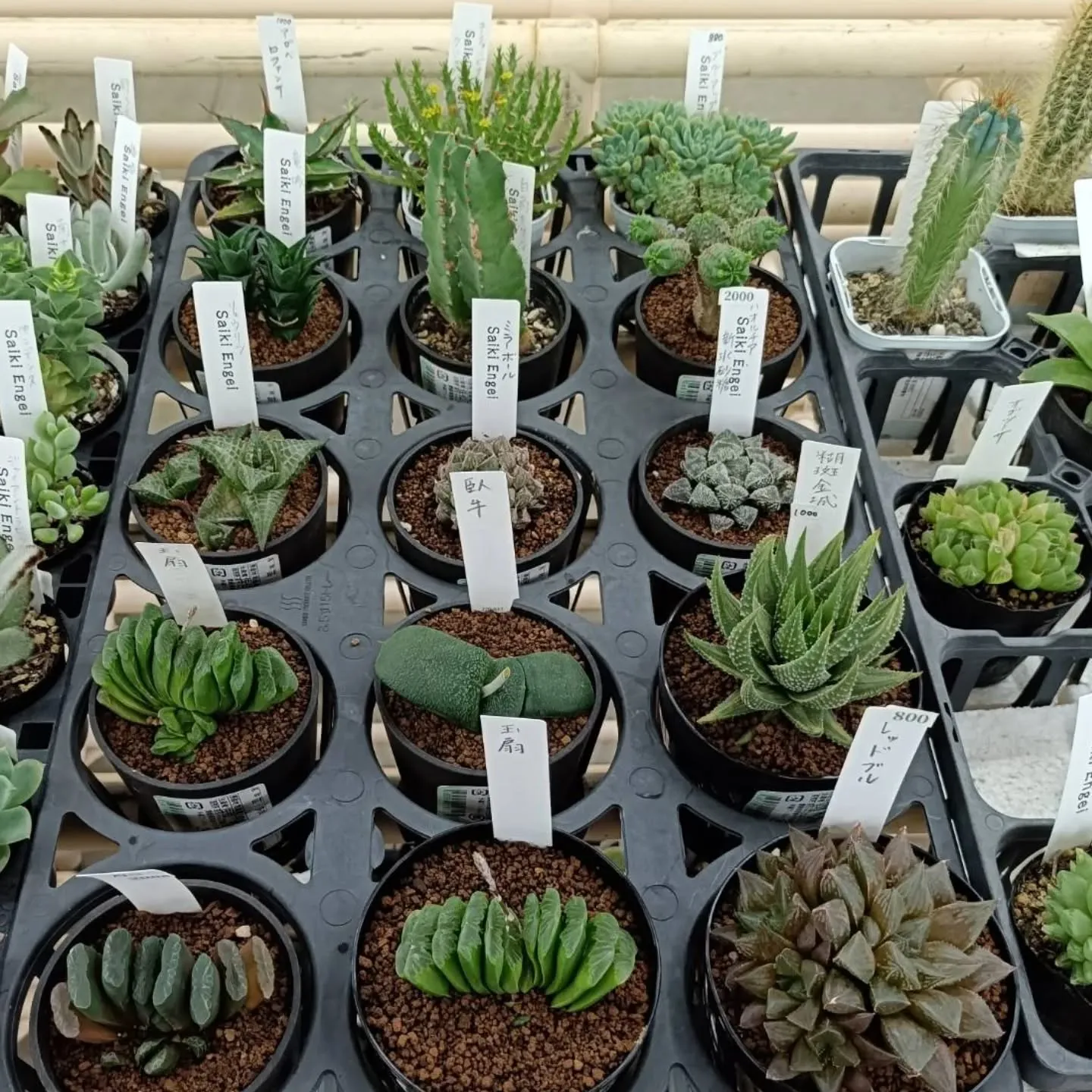 周ちゃん広場に新しい苗と寄せ植えを出荷してきました😆