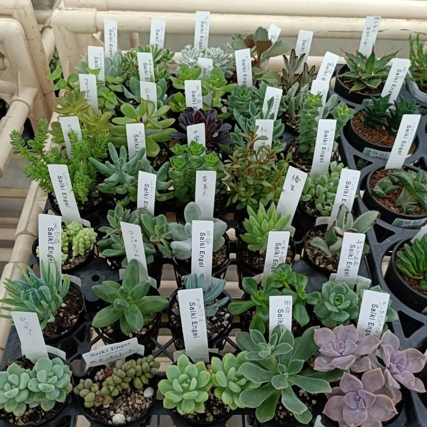 周ちゃん広場に新しい苗と寄せ植えを出荷してきました😆