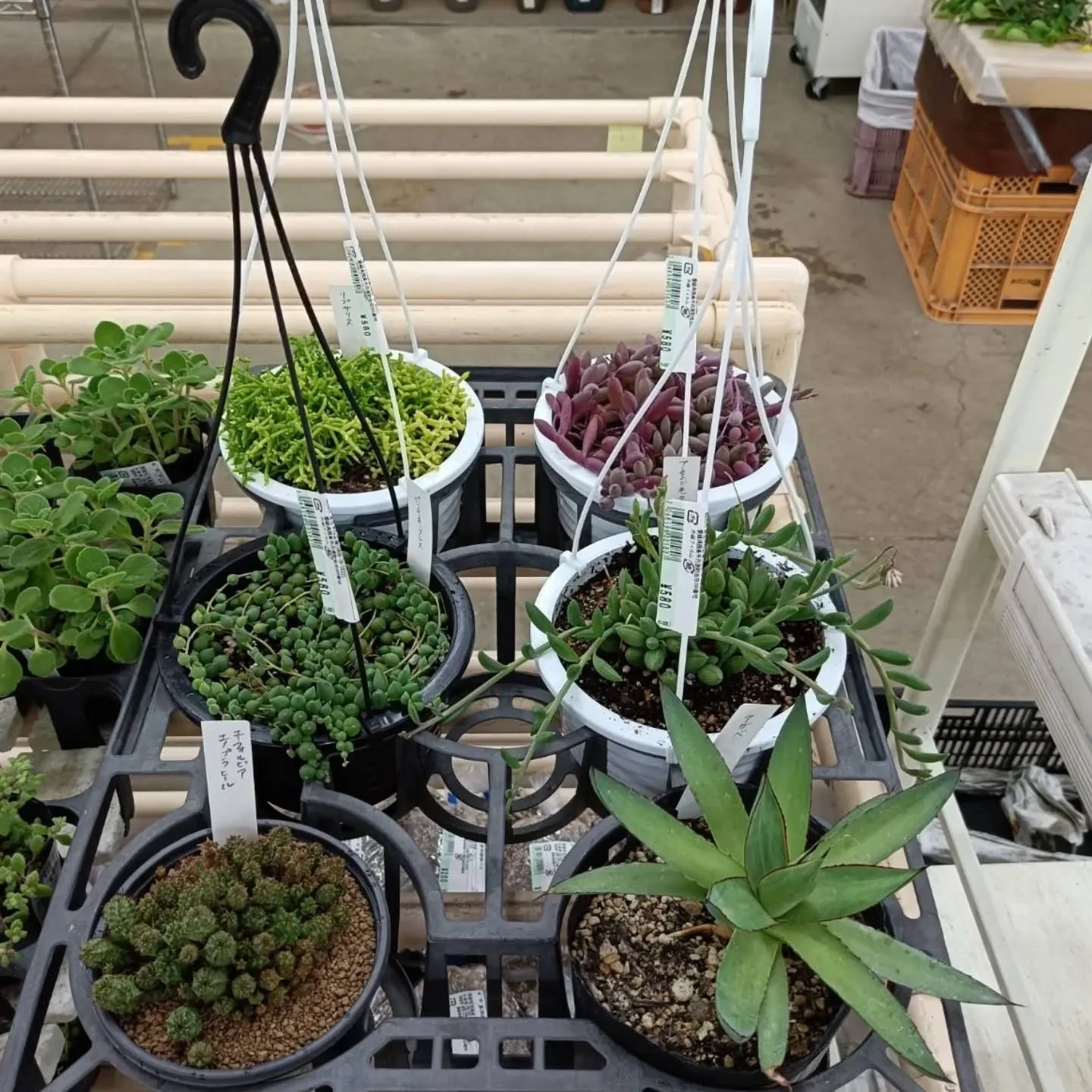 周ちゃん広場に新しい苗と寄せ植えを出荷してきました😆