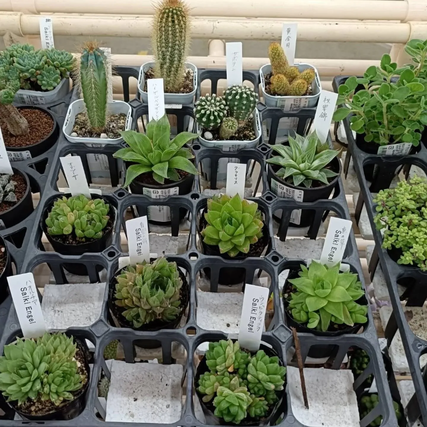 周ちゃん広場に新しい苗と寄せ植えを出荷してきました😆