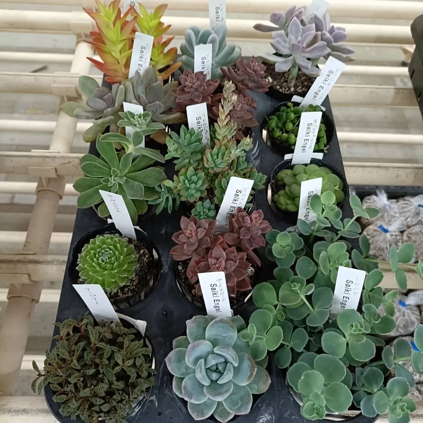 周ちゃん広場に新しい苗と寄せ植えを出荷してきました😆