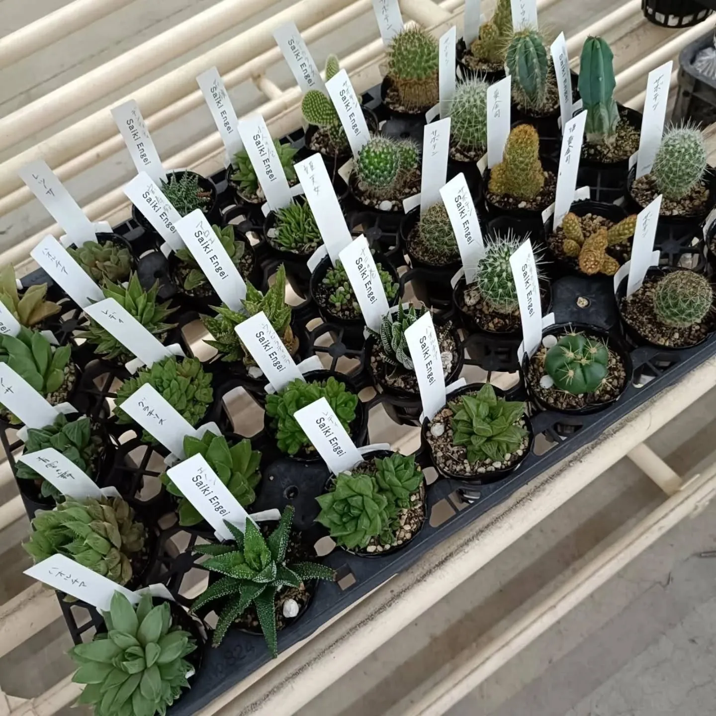周ちゃん広場に新しい苗と寄せ植えを出荷してきました😆