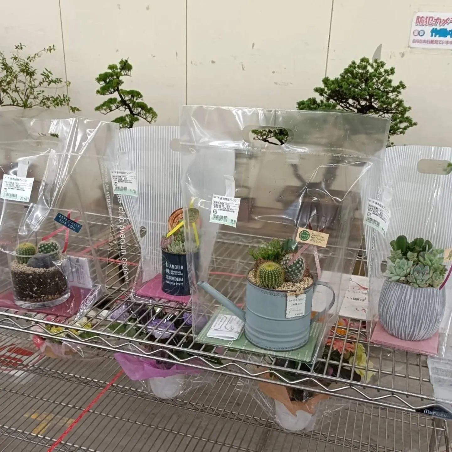 周ちゃん広場に新しい苗と寄せ植えを出荷してきました😆