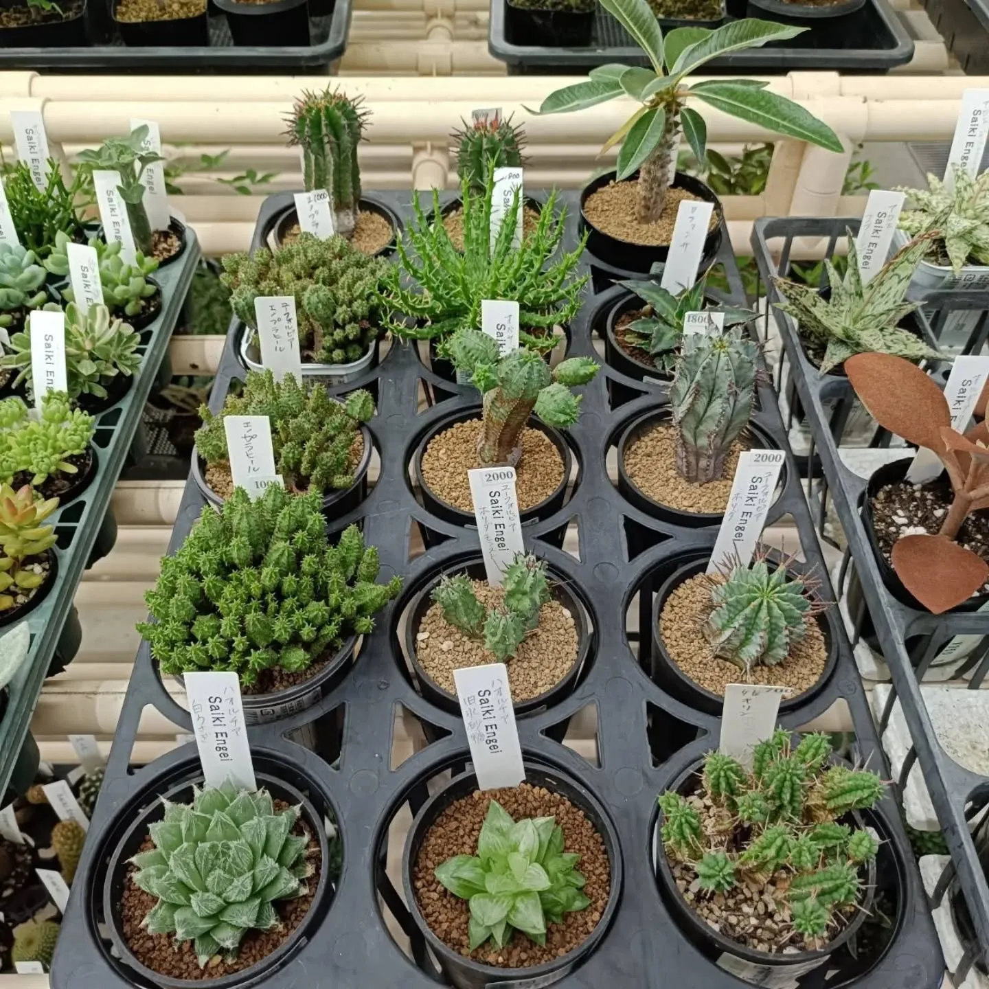周ちゃん広場花売り場に、フレッシュな苗と寄せ植えを置いてきま...