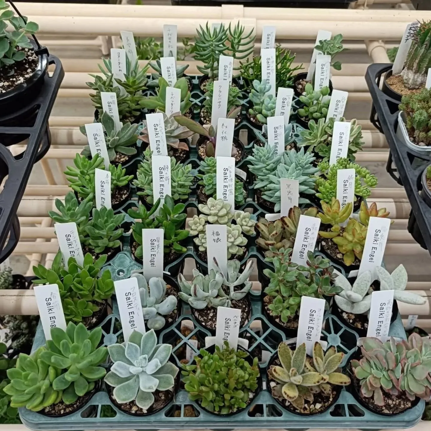 周ちゃん広場花売り場に、フレッシュな苗と寄せ植えを置いてきま...