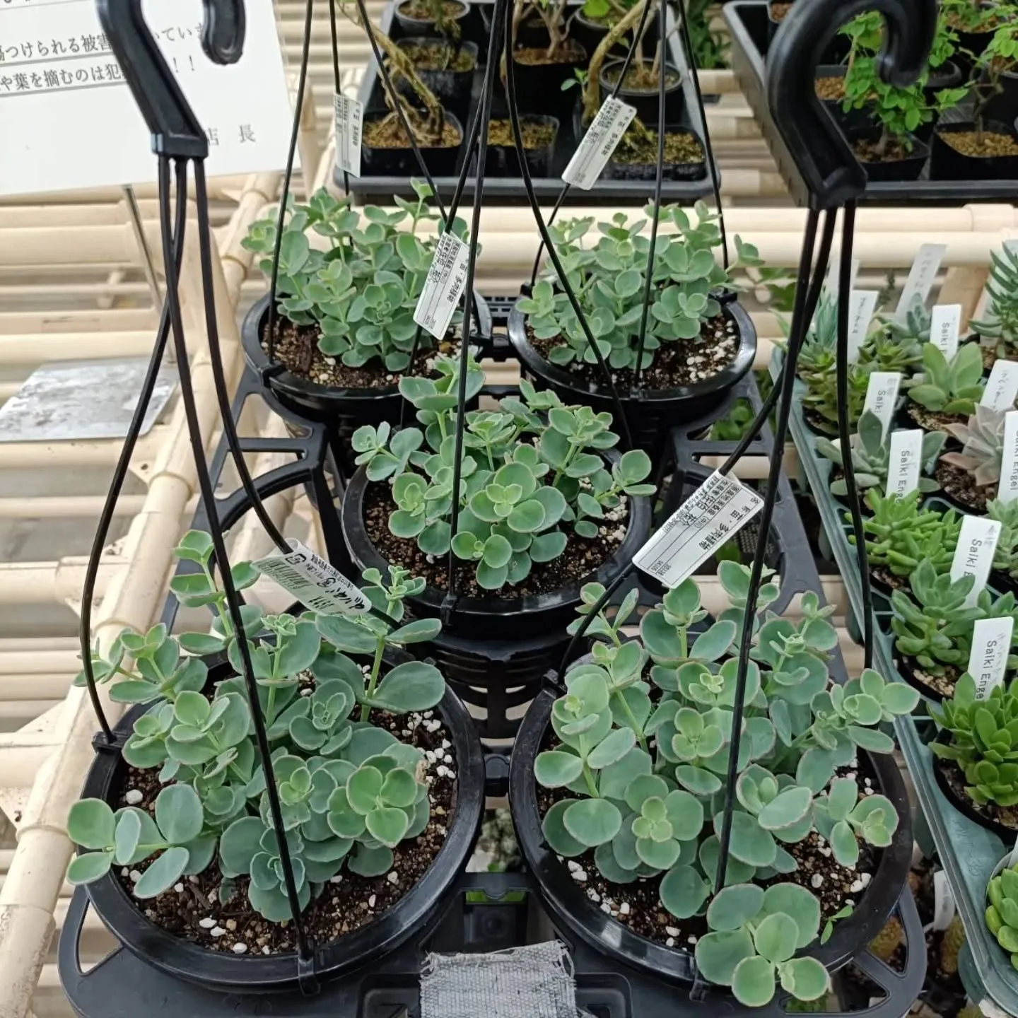 周ちゃん広場花売り場に、フレッシュな苗と寄せ植えを置いてきま...