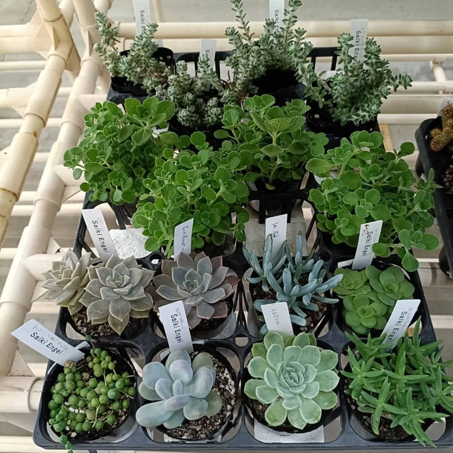 周ちゃん広場花売り場に、フレッシュな苗と寄せ植えを置いてきま...
