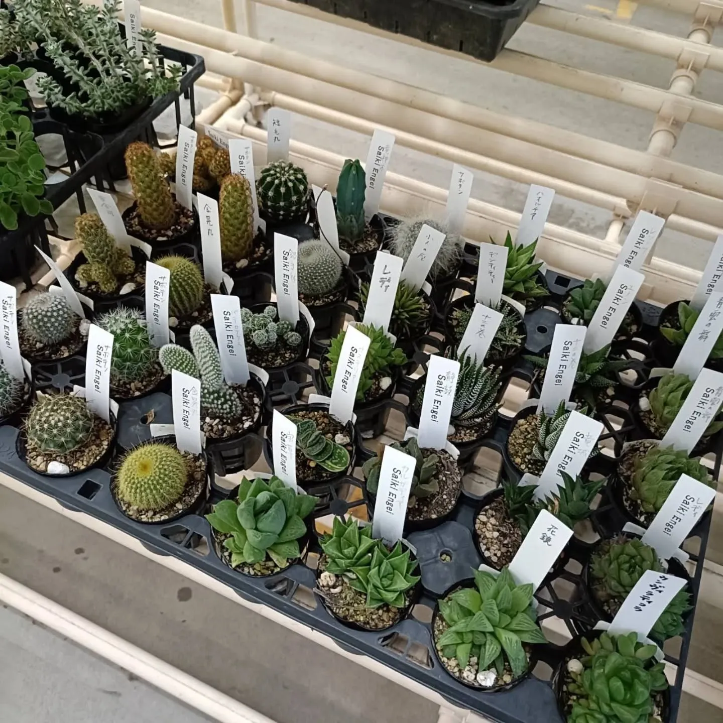 周ちゃん広場花売り場に、フレッシュな苗と寄せ植えを置いてきま...
