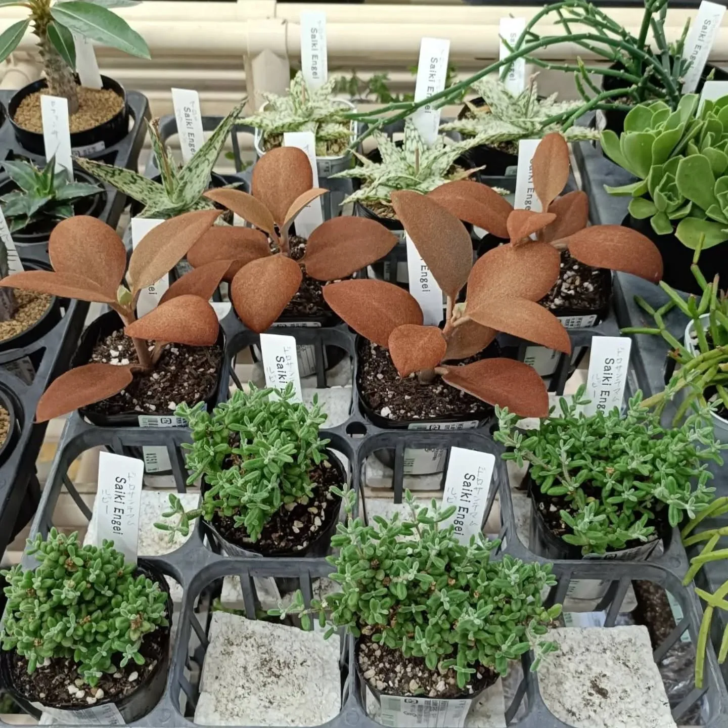 周ちゃん広場花売り場に、フレッシュな苗と寄せ植えを置いてきま...