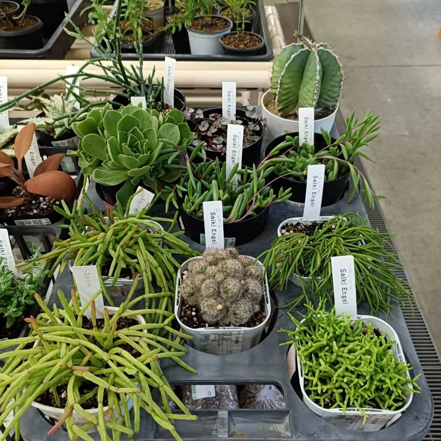 周ちゃん広場花売り場に、フレッシュな苗と寄せ植えを置いてきま...