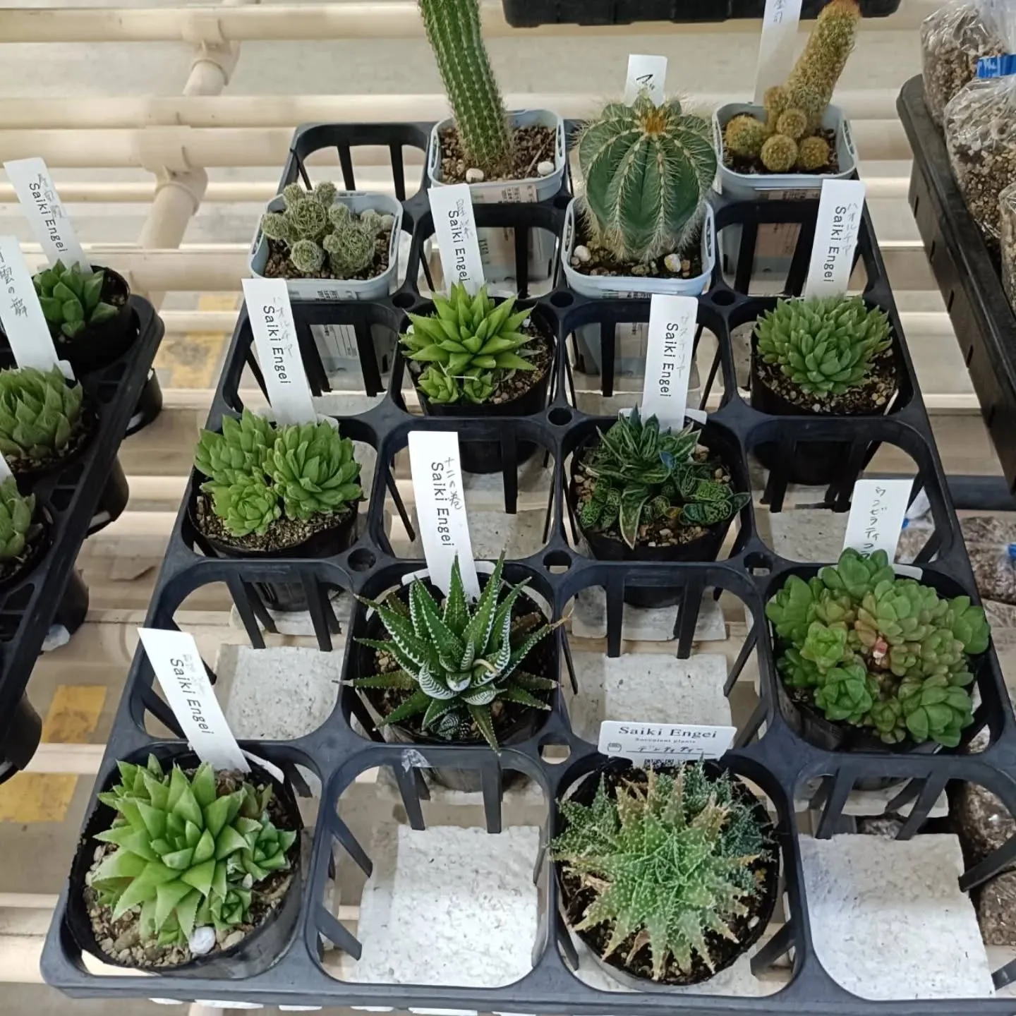 周ちゃん広場花売り場に、フレッシュな苗と寄せ植えを置いてきま...