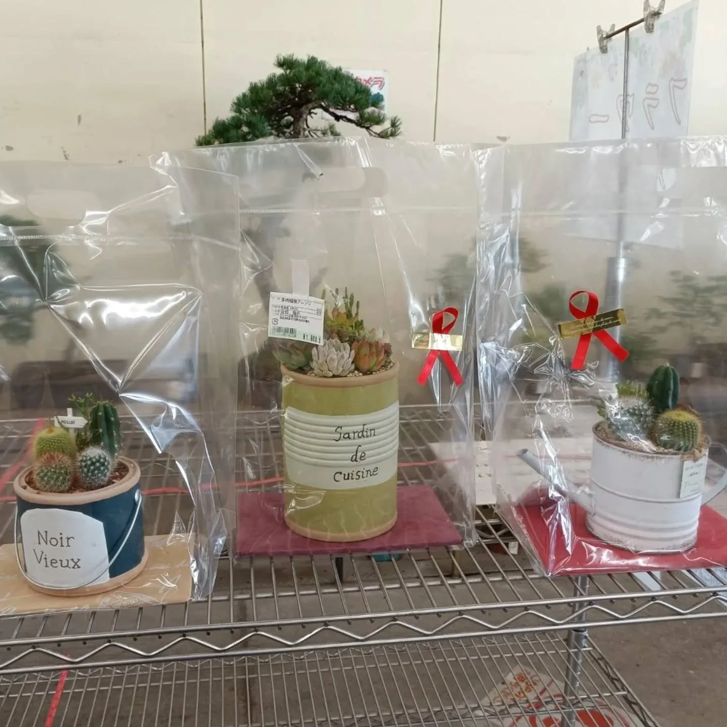 周ちゃん広場花売り場に、フレッシュな苗と寄せ植えを置いてきま...