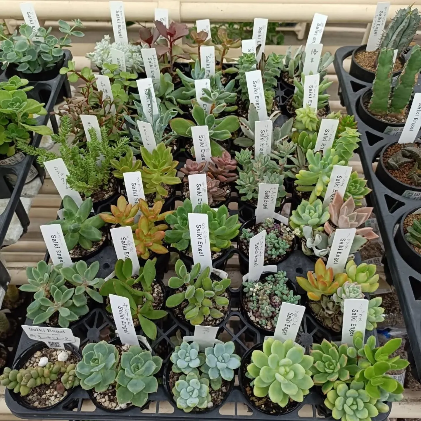 周ちゃん広場花売り場に苗と寄せ植えを出荷してきました😊