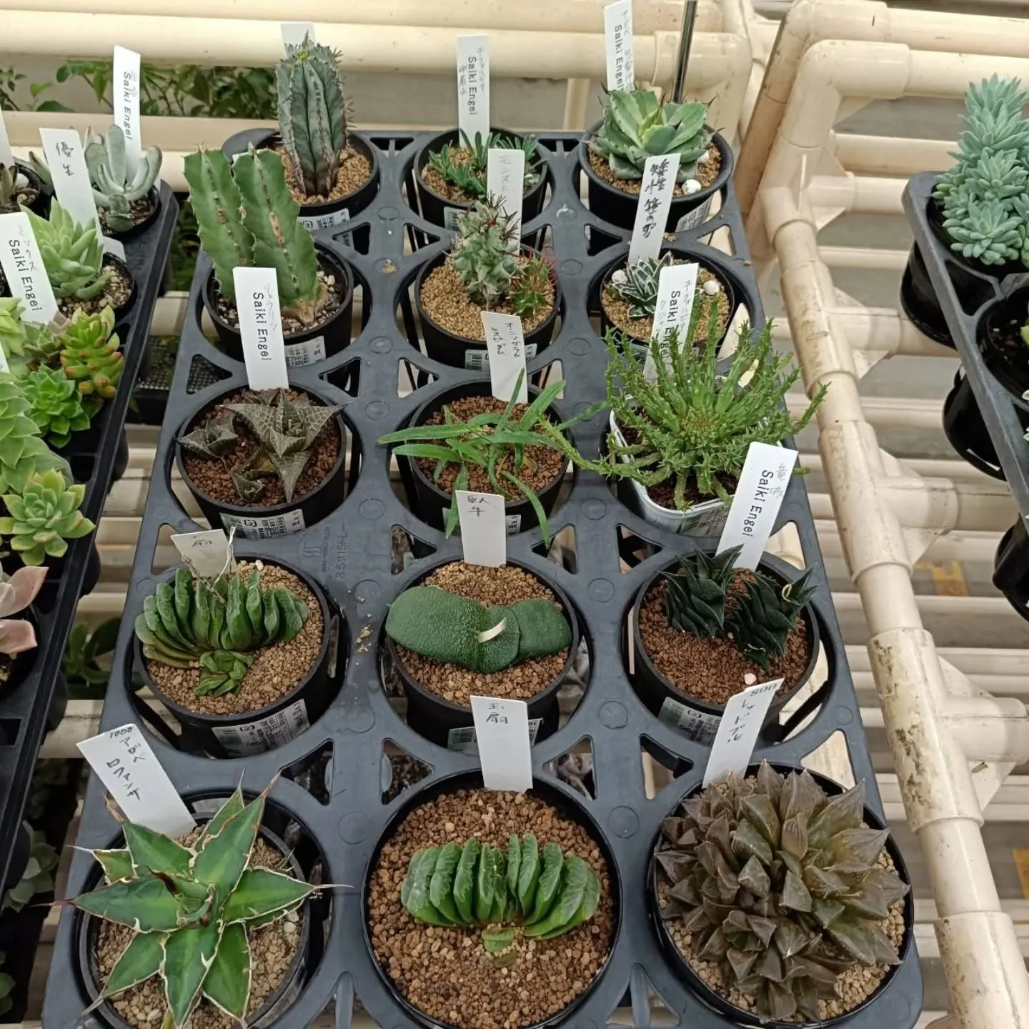 周ちゃん広場花売り場に苗と寄せ植えを出荷してきました😊