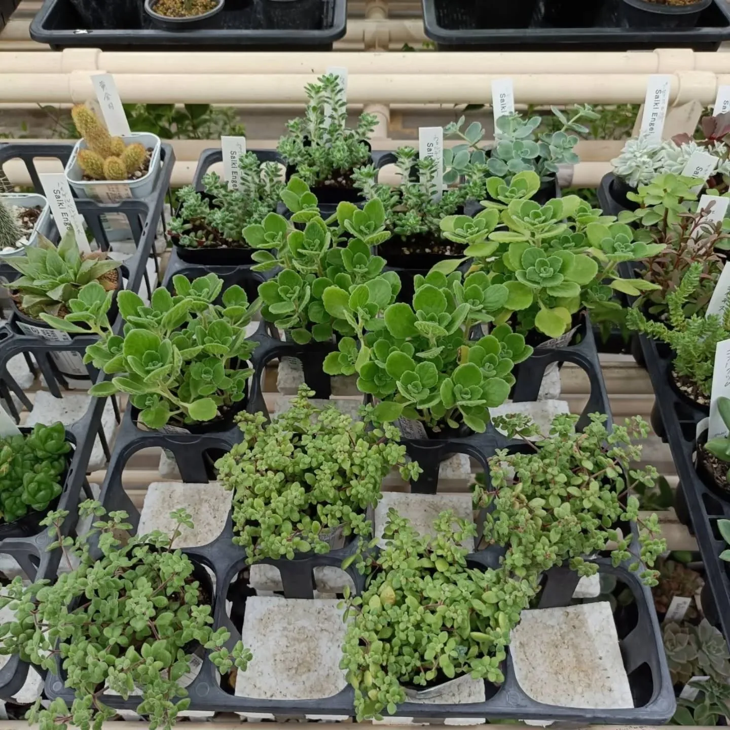 周ちゃん広場花売り場に苗と寄せ植えを出荷してきました😊