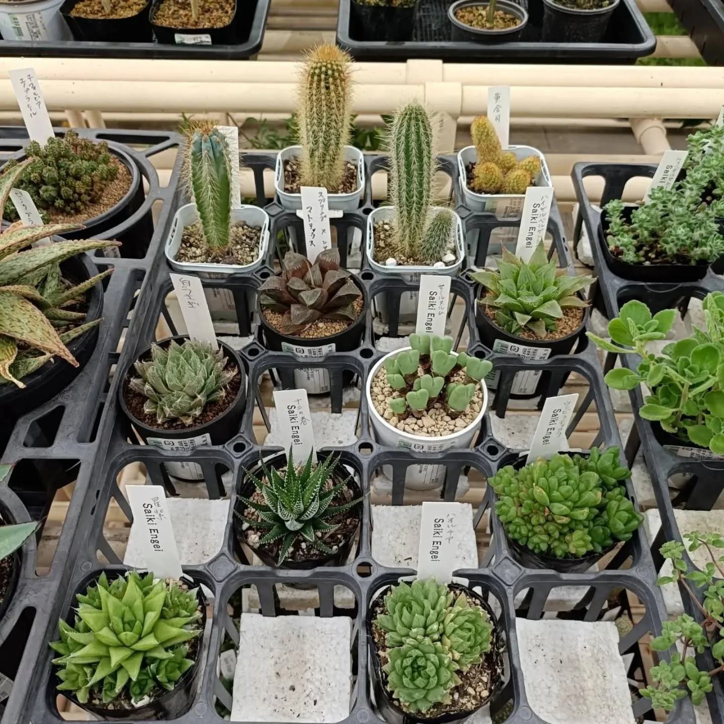 周ちゃん広場花売り場に苗と寄せ植えを出荷してきました😊