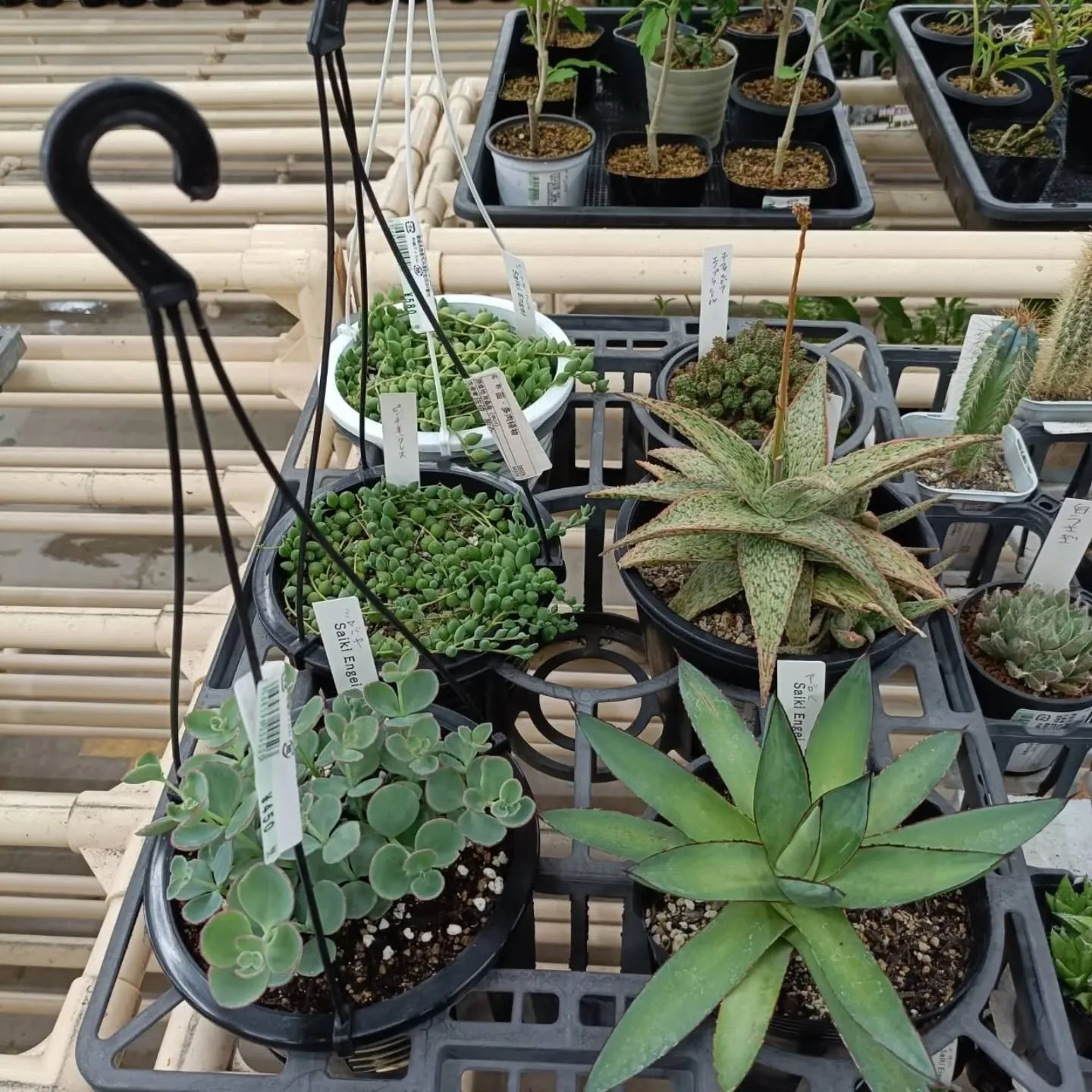 周ちゃん広場花売り場に苗と寄せ植えを出荷してきました😊