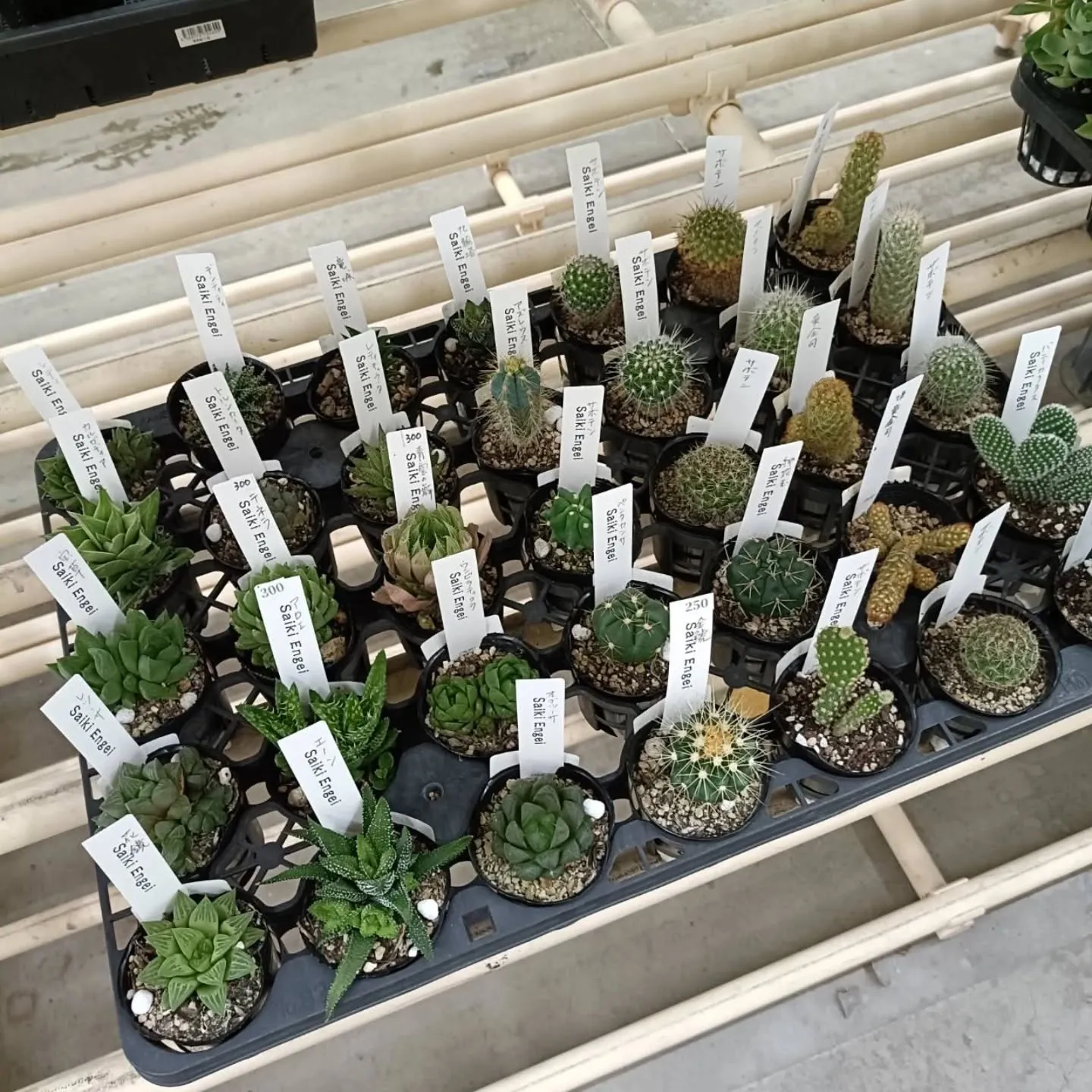 周ちゃん広場花売り場に苗と寄せ植えを出荷してきました😊