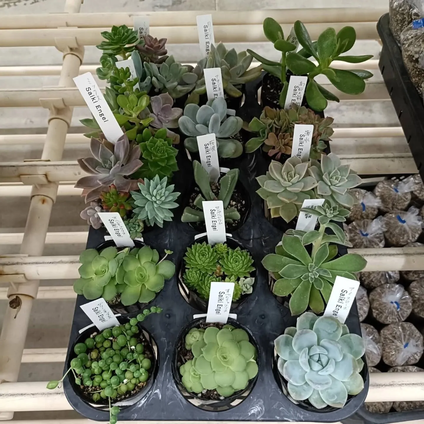 周ちゃん広場花売り場に苗と寄せ植えを出荷してきました😊