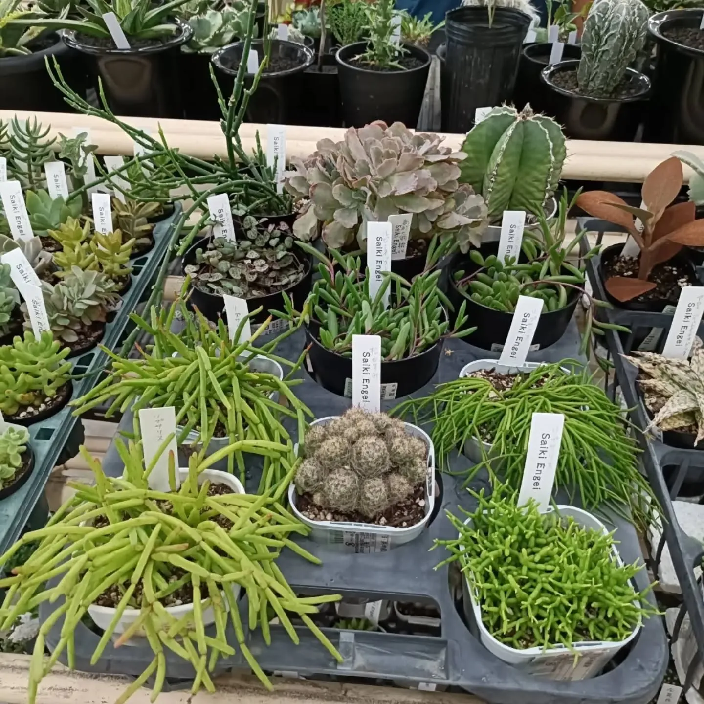 本日も周ちゃん広場花売り場に苗と寄せ植えを出荷してきました✨