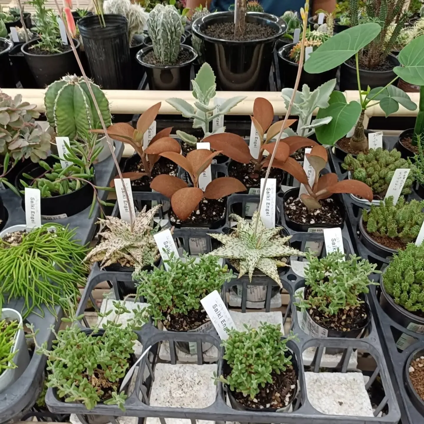 本日も周ちゃん広場花売り場に苗と寄せ植えを出荷してきました✨