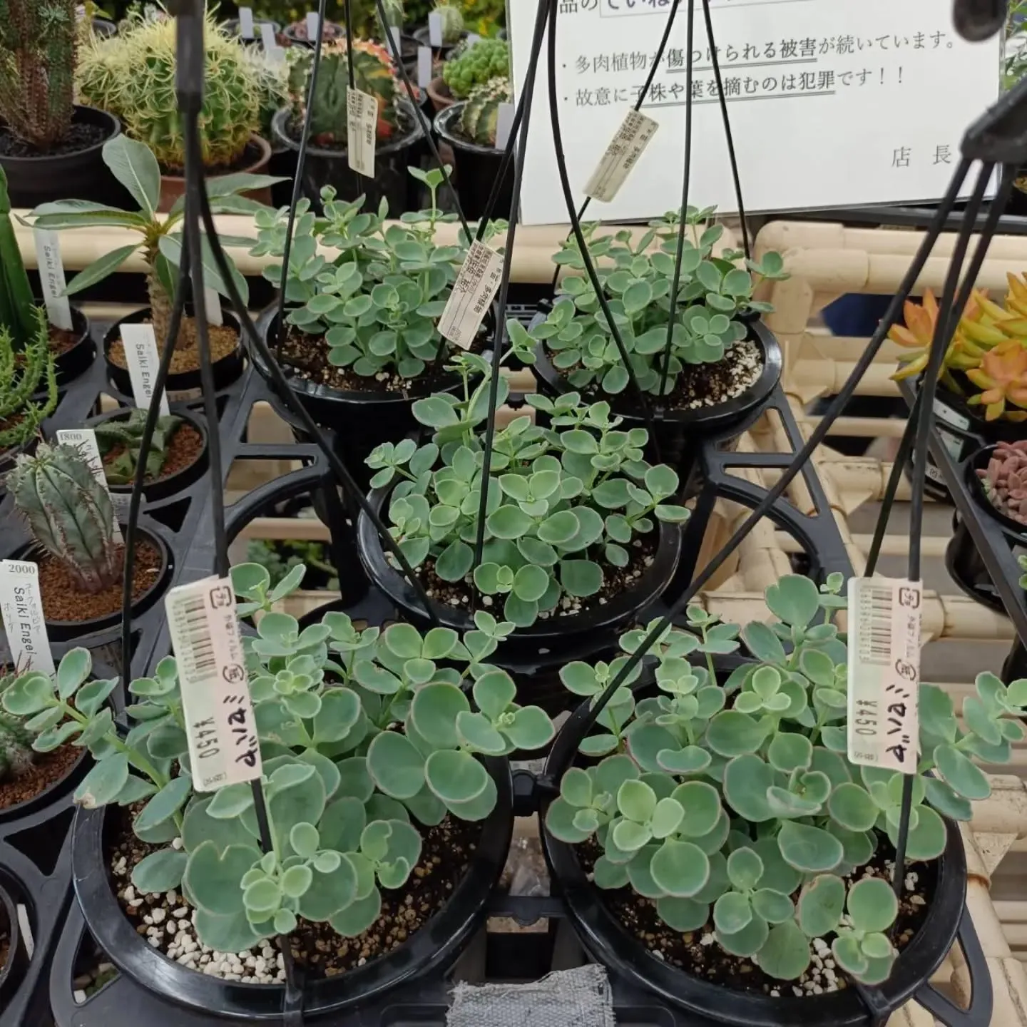 本日も周ちゃん広場花売り場に苗と寄せ植えを出荷してきました✨