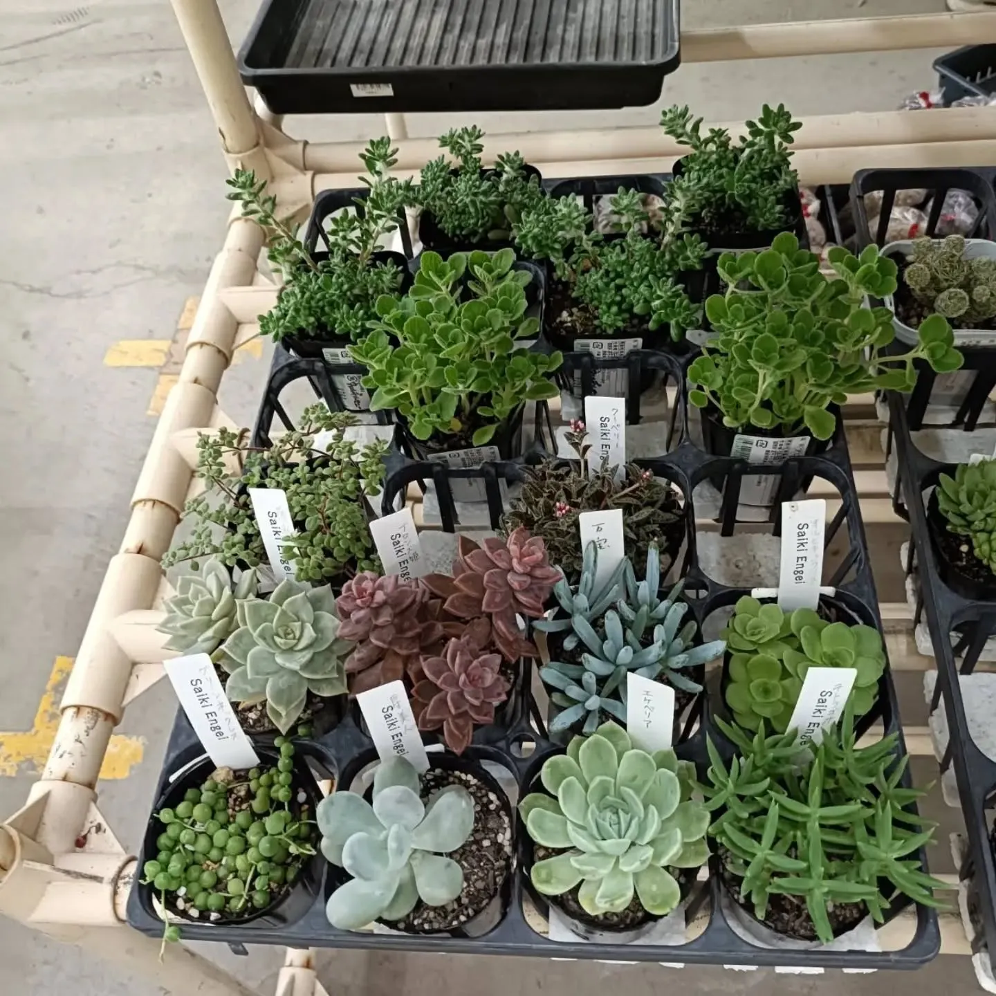 本日も周ちゃん広場花売り場に苗と寄せ植えを出荷してきました✨