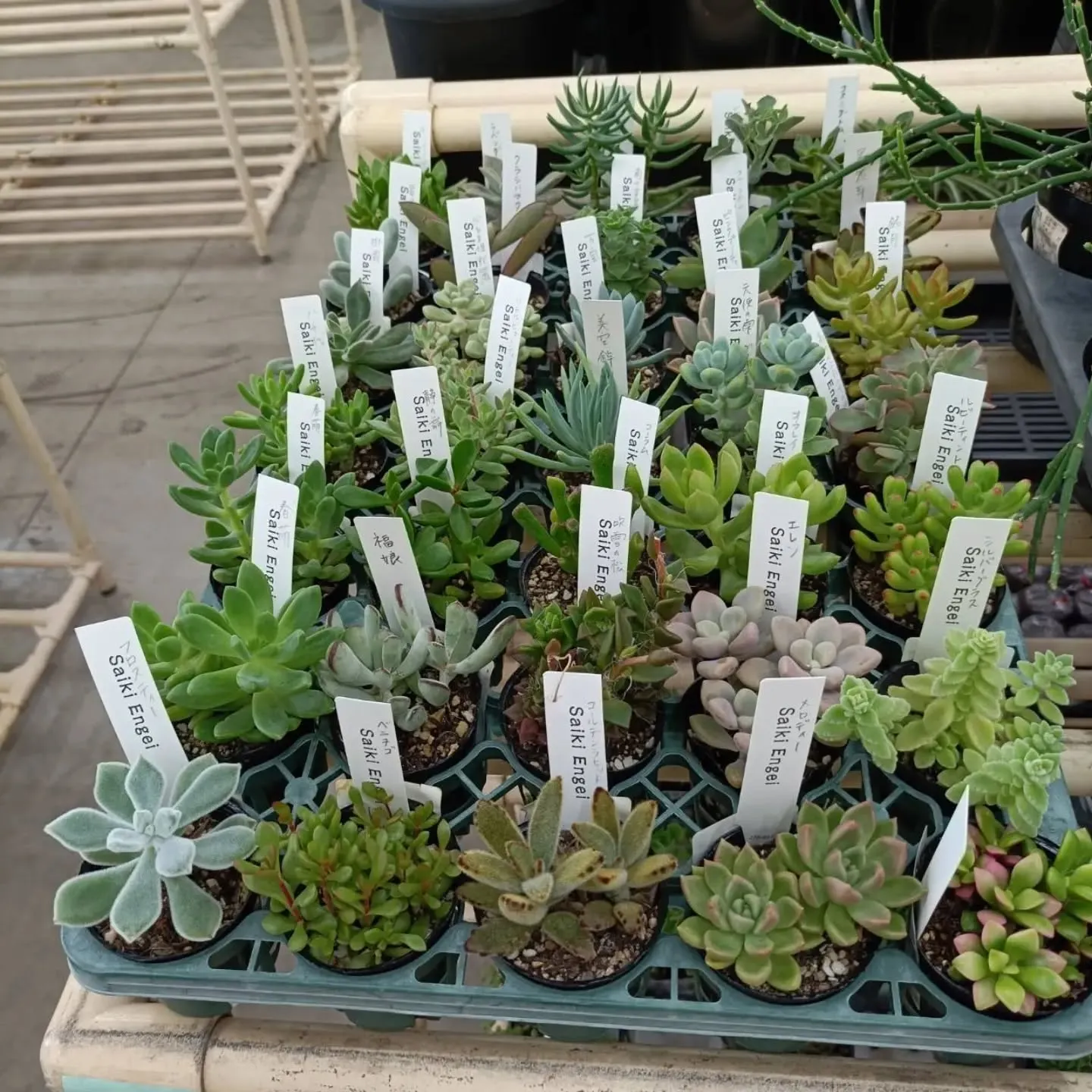 本日も周ちゃん広場花売り場に苗と寄せ植えを出荷してきました✨