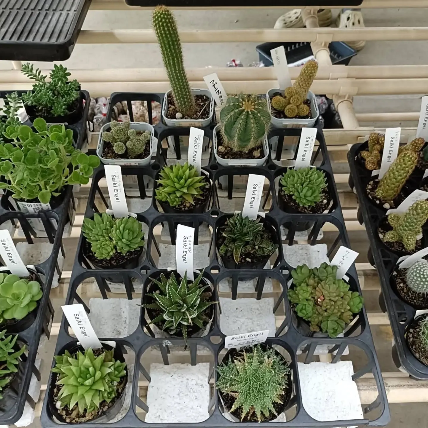 本日も周ちゃん広場花売り場に苗と寄せ植えを出荷してきました✨