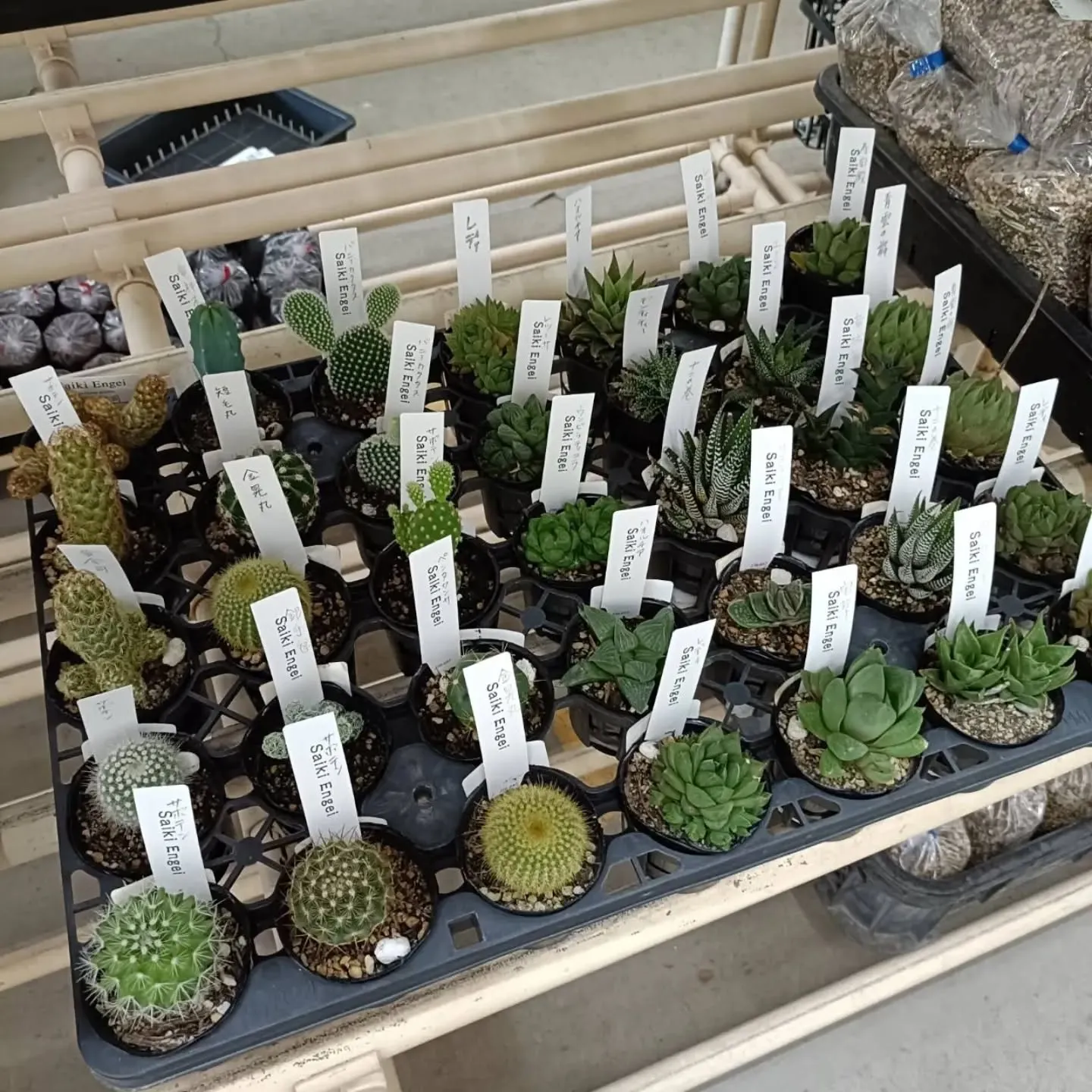 本日も周ちゃん広場花売り場に苗と寄せ植えを出荷してきました✨