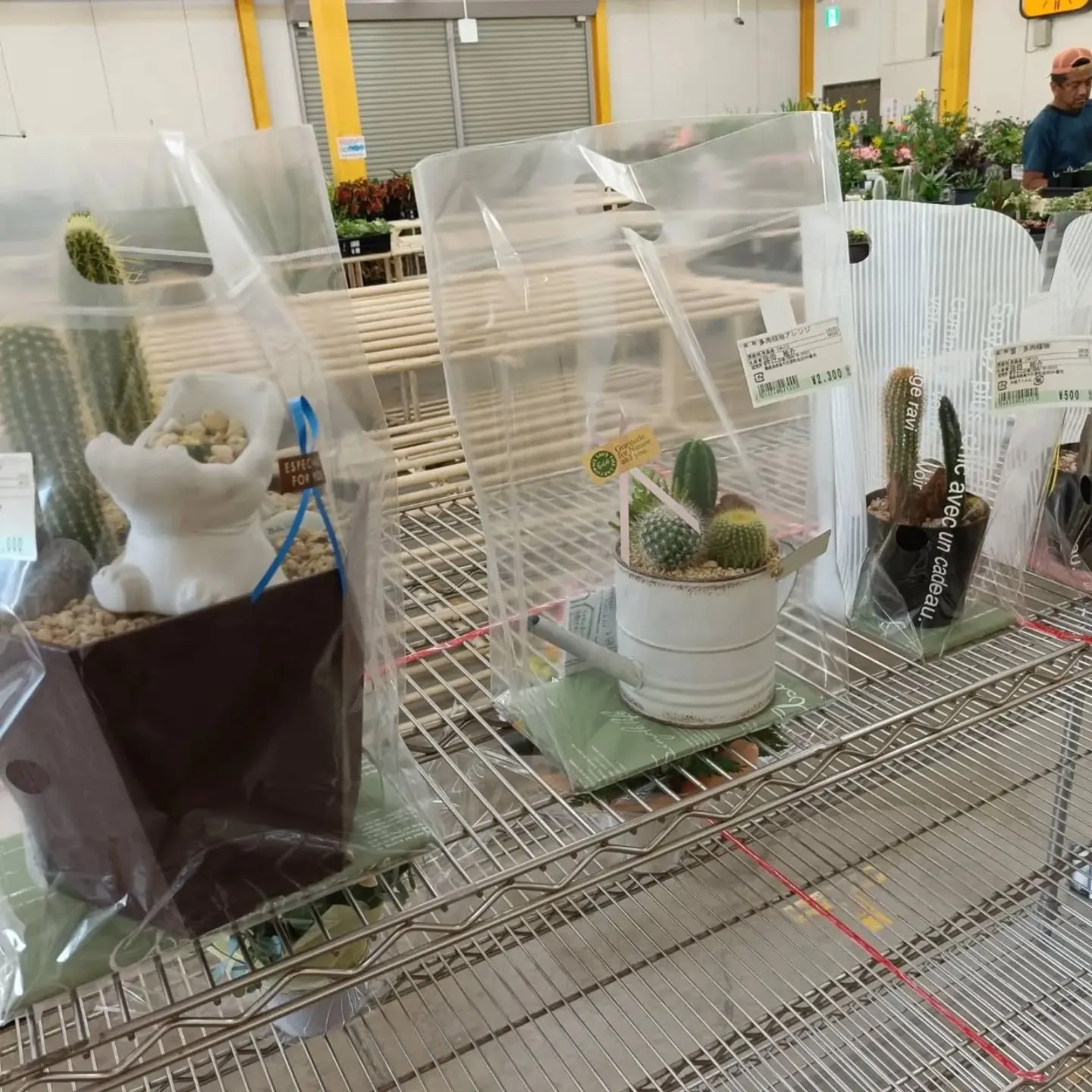 本日も周ちゃん広場花売り場に苗と寄せ植えを出荷してきました✨