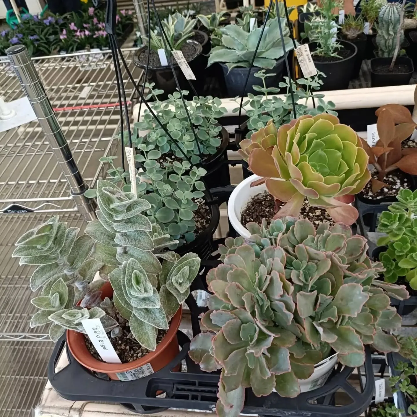周ちゃん広場花売り場に苗を出荷してきました✨