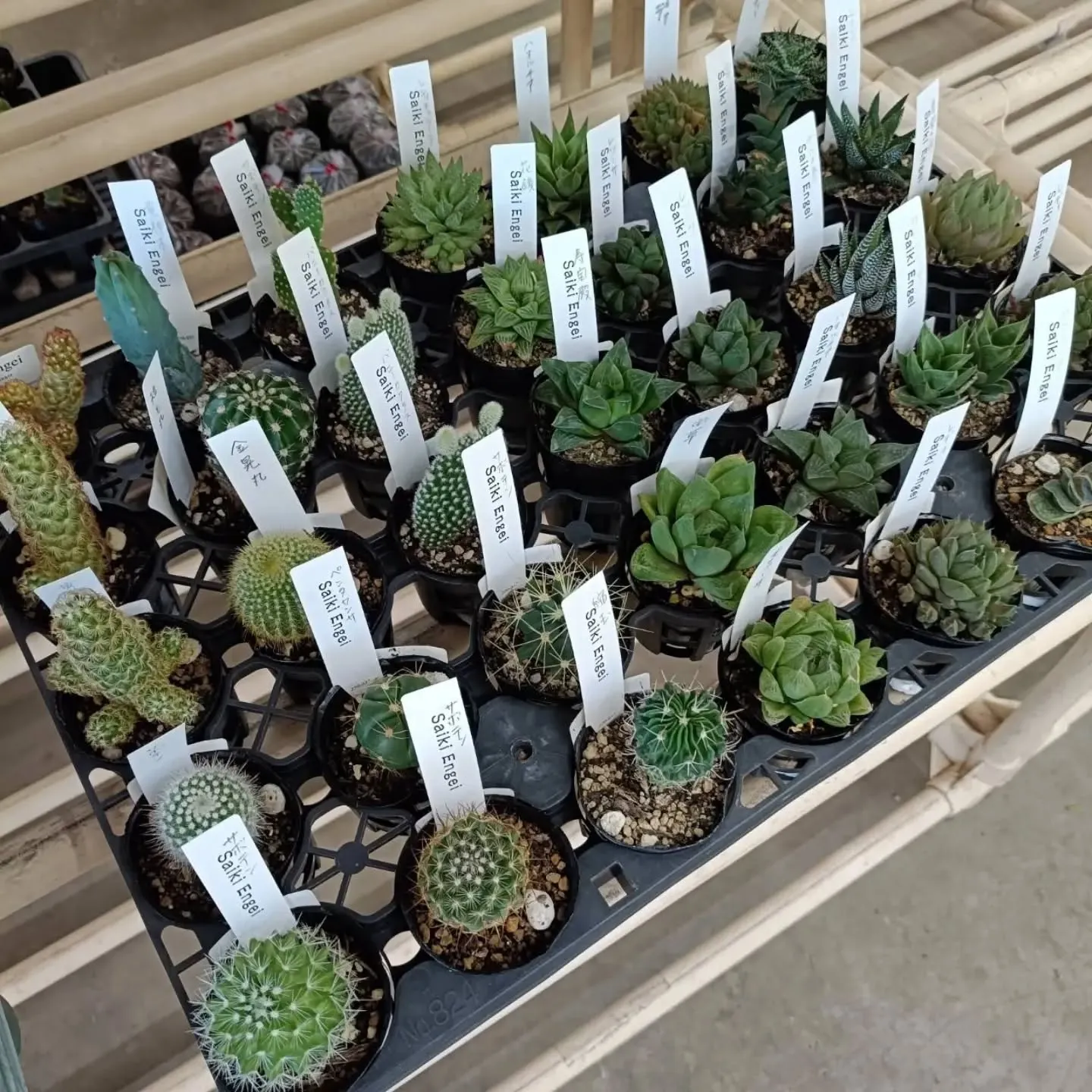 周ちゃん広場花売り場に苗を出荷してきました✨