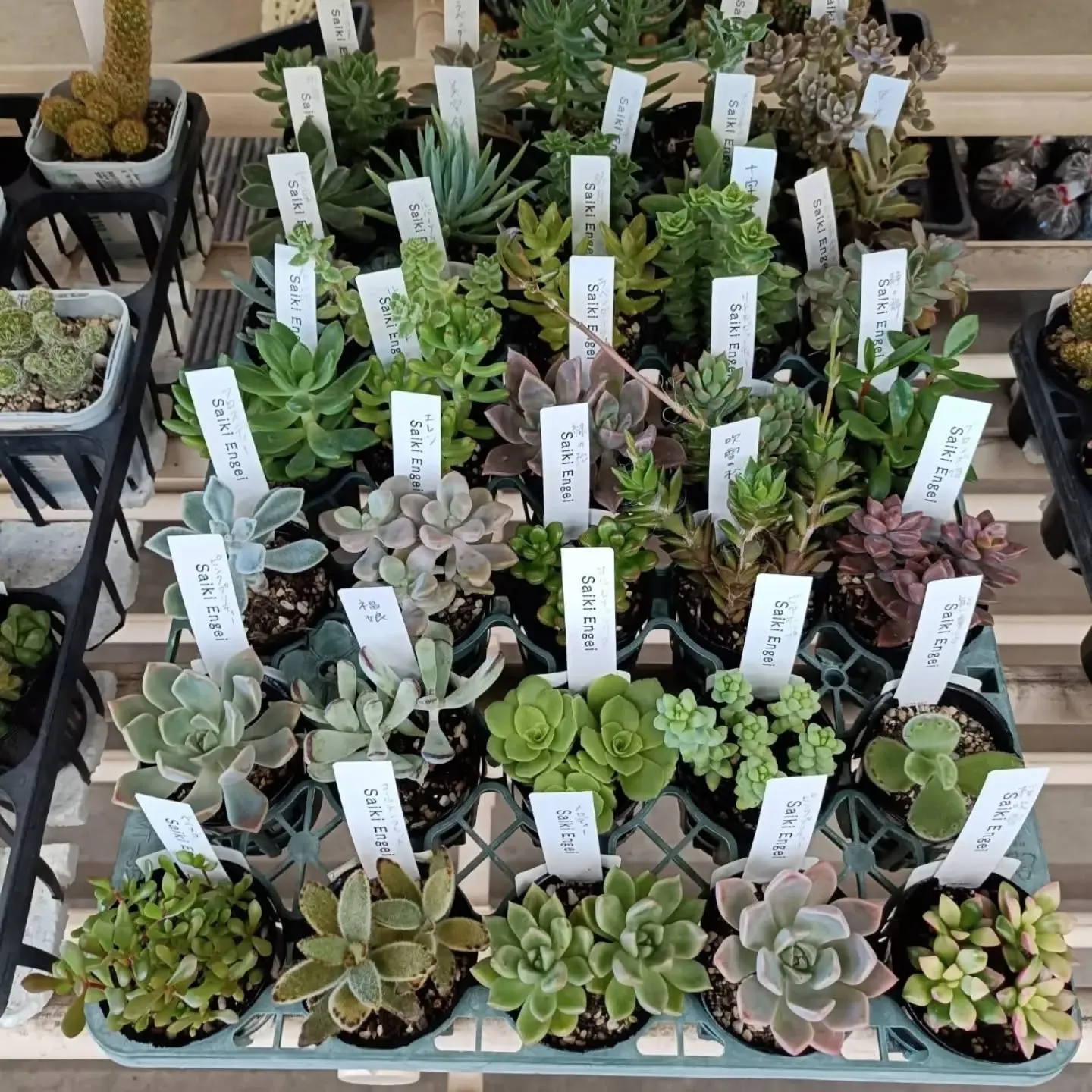 周ちゃん広場花売り場に苗を出荷してきました✨