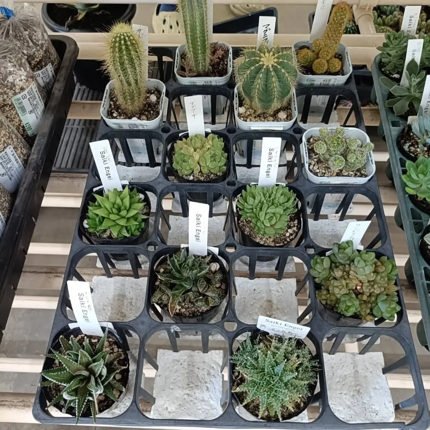 周ちゃん広場花売り場に苗を出荷してきました✨